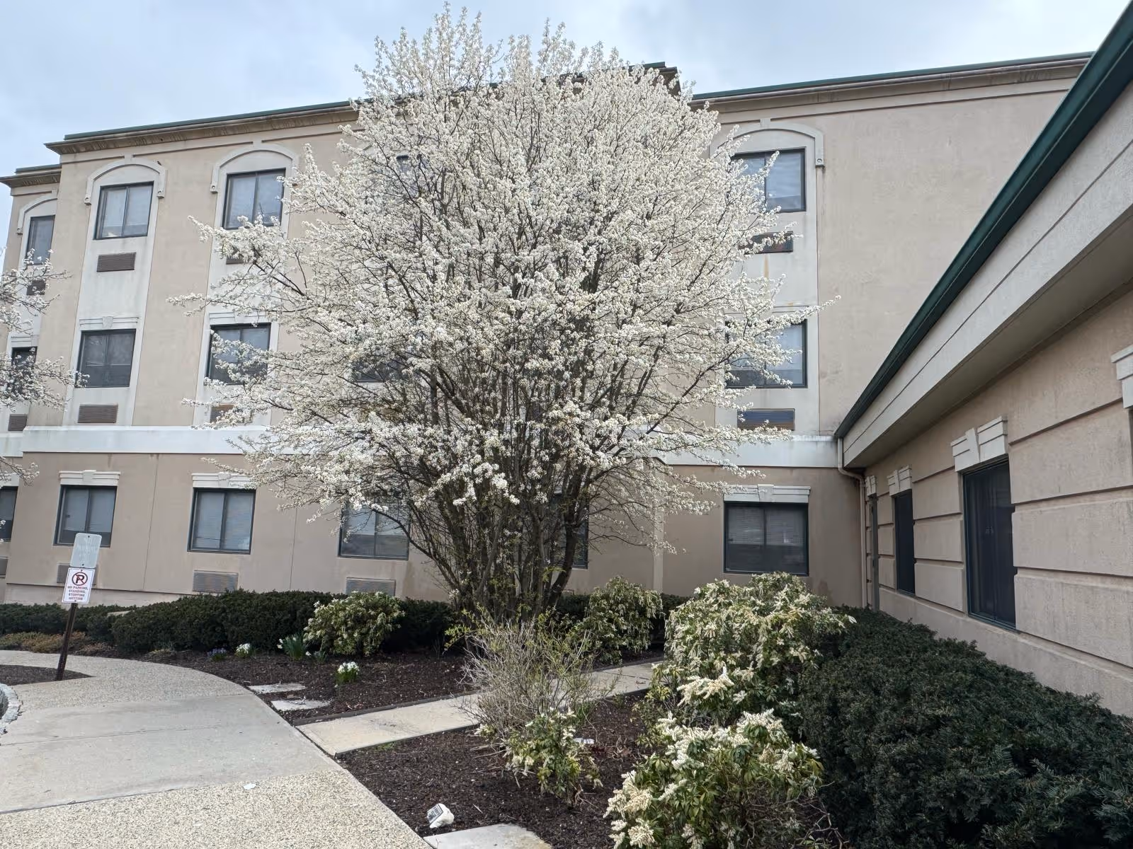 Beige multi-story senior care facility exterior with blooming tree and walkway.