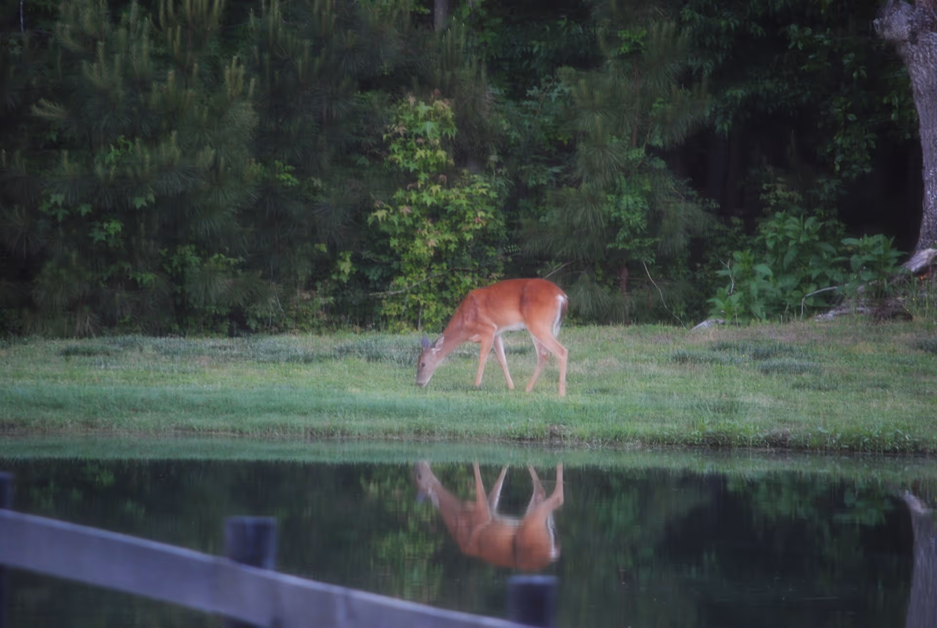 Deer grazing by a pond, with dense trees and green surroundings.