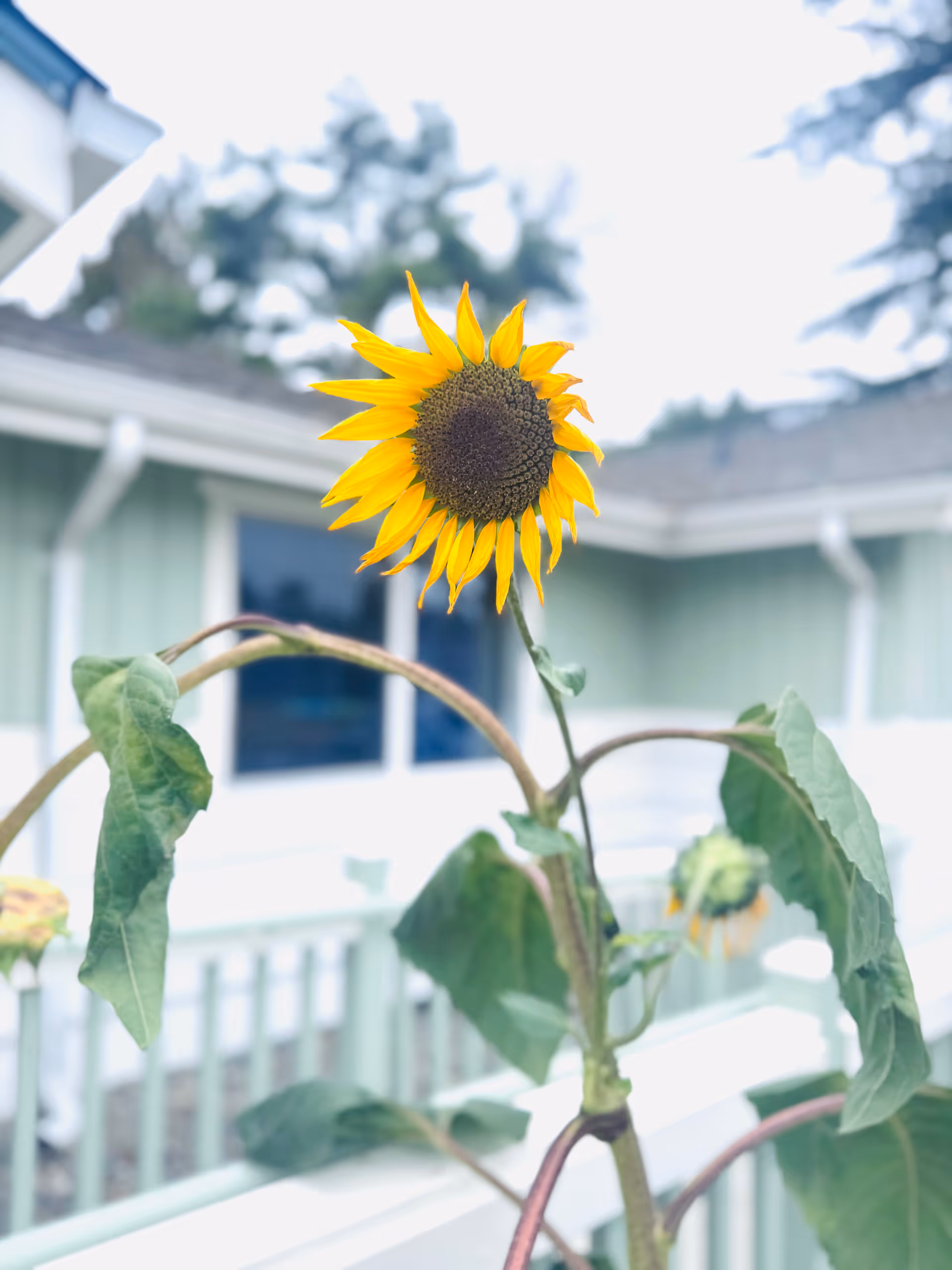 Close-up sunflower in foreground with a light-colored facility exterior blurred behind.