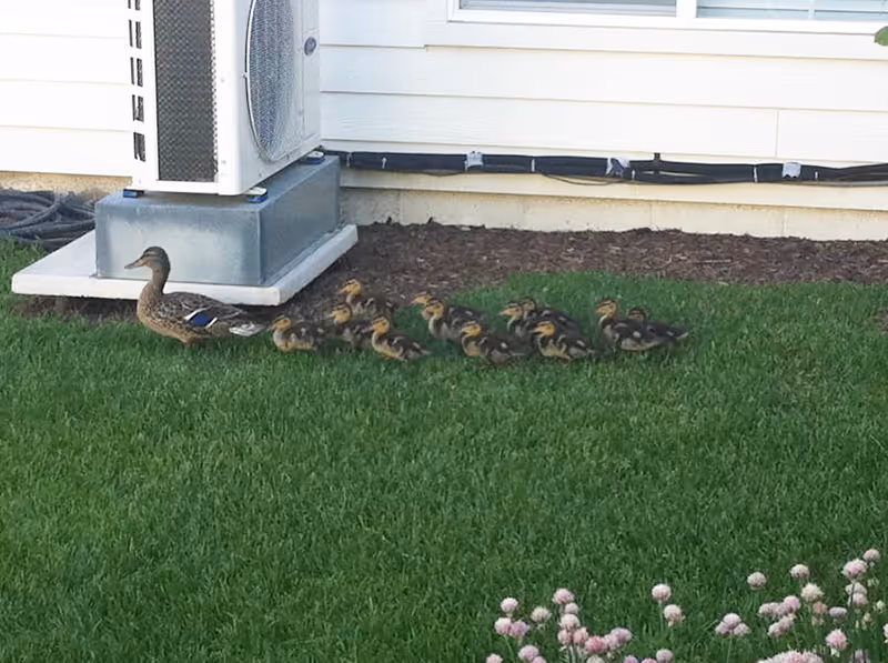 A mother duck with a group of ducklings walking on green grass near the corner of a white building with an air conditioning unit mounted on a concrete slab.