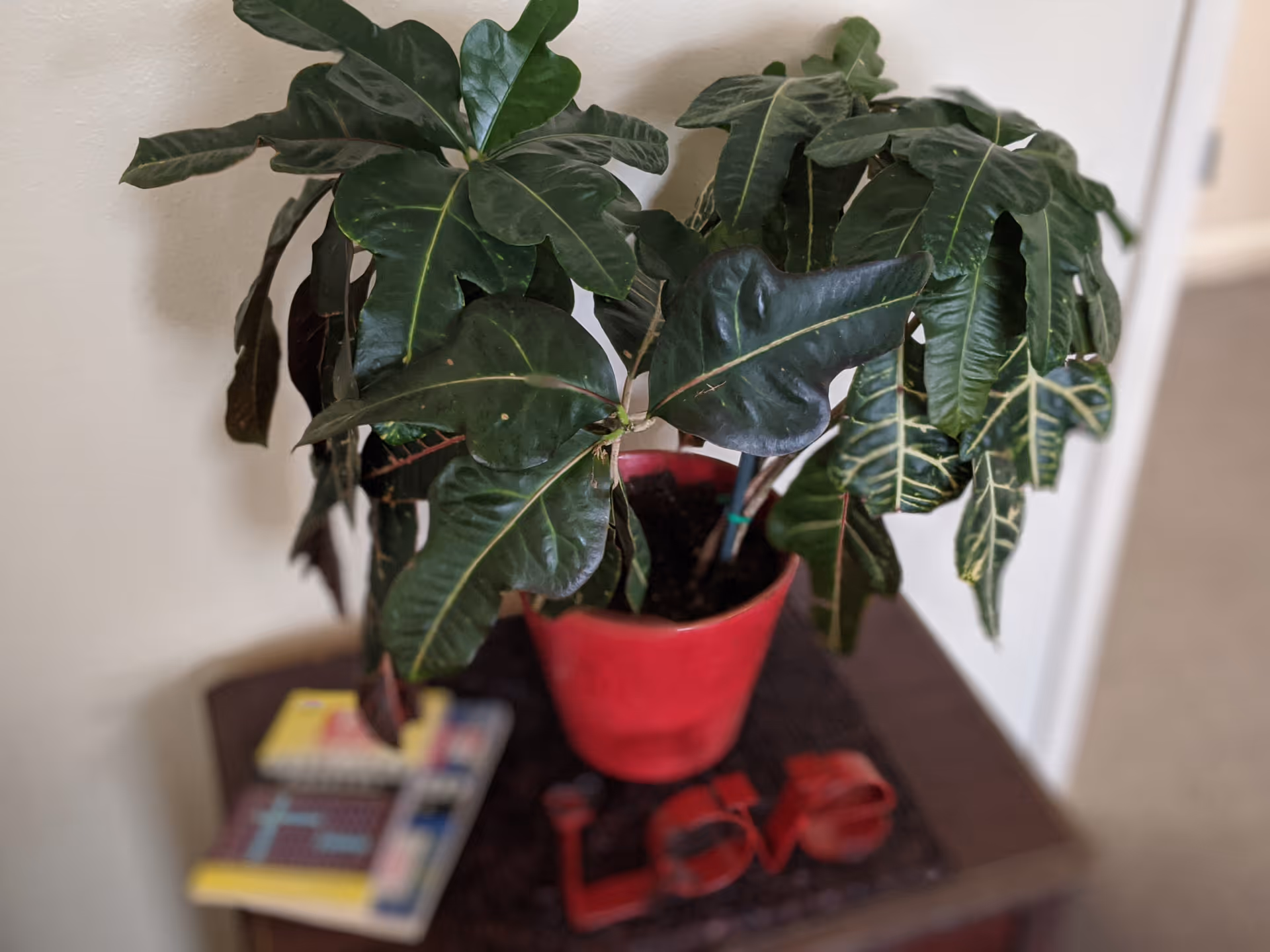 A large leafy houseplant in a red pot sits on a small table with books and a red 'Love' decoration in an indoor room.