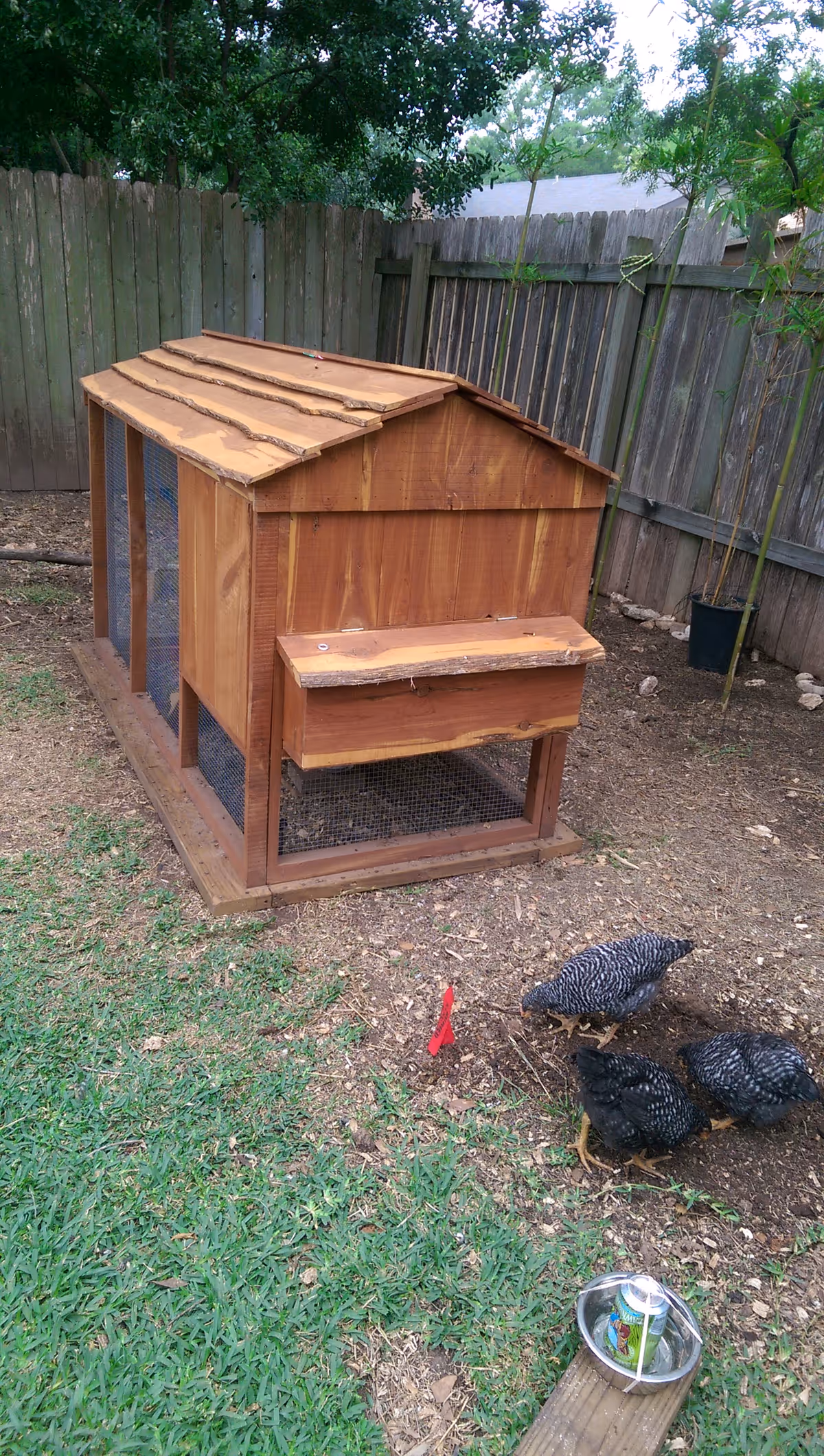 Wooden chicken coop in a backyard with three chickens nearby.