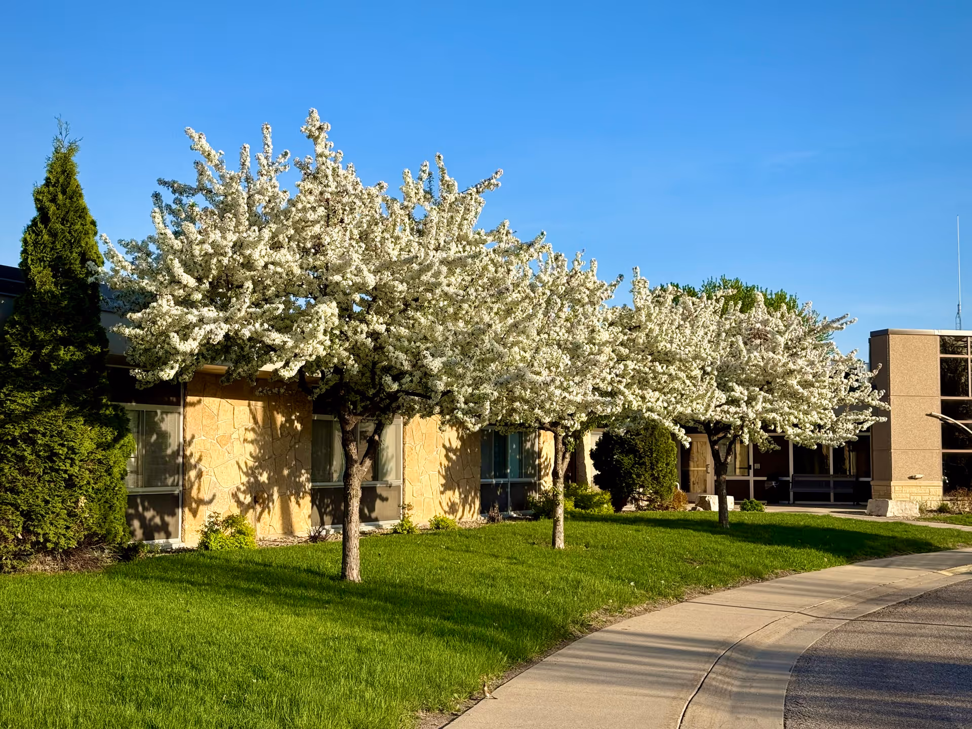 Front exterior of Cura of Le Sueur Nursing Home with blooming white trees along walkway.