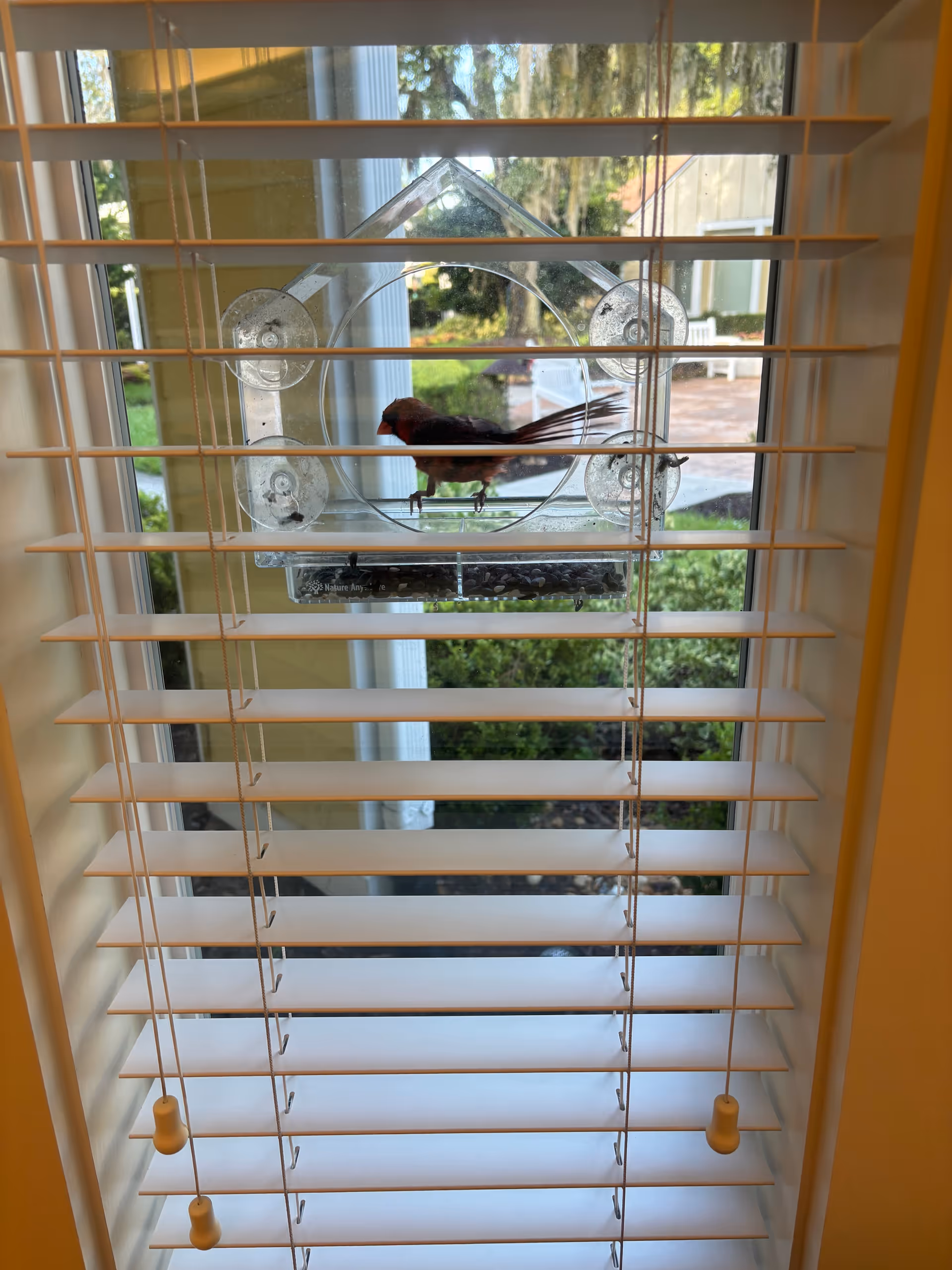 Bird perched on a circular window feeder mounted on blinds, with greenery outside.