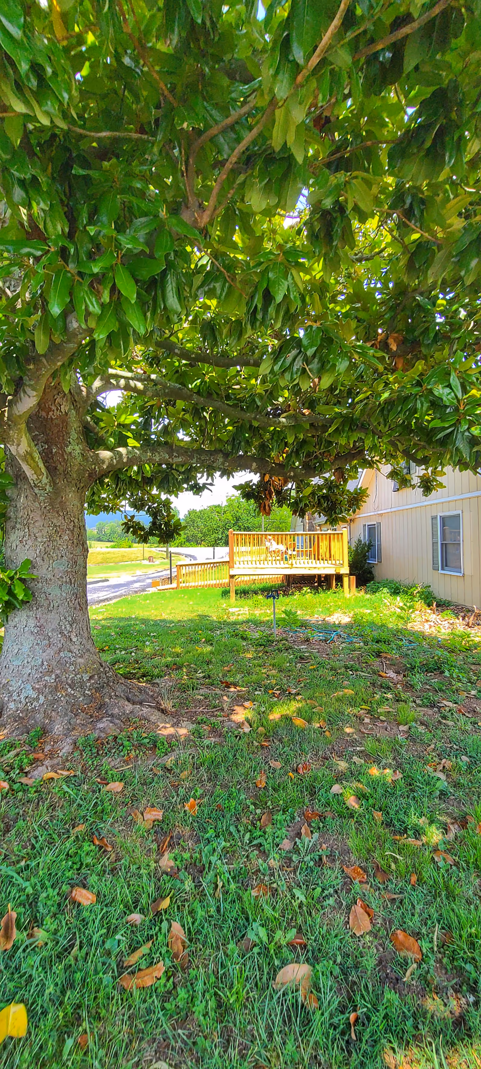 Shaded outdoor yard with a large tree, lawn, and a wooden deck beside a beige facility.