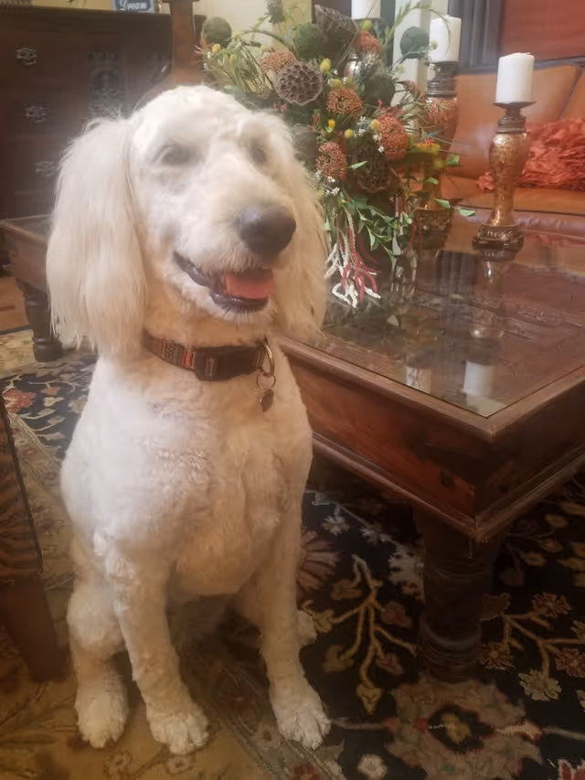 A fluffy white dog sits in a living room beside a glass coffee table.