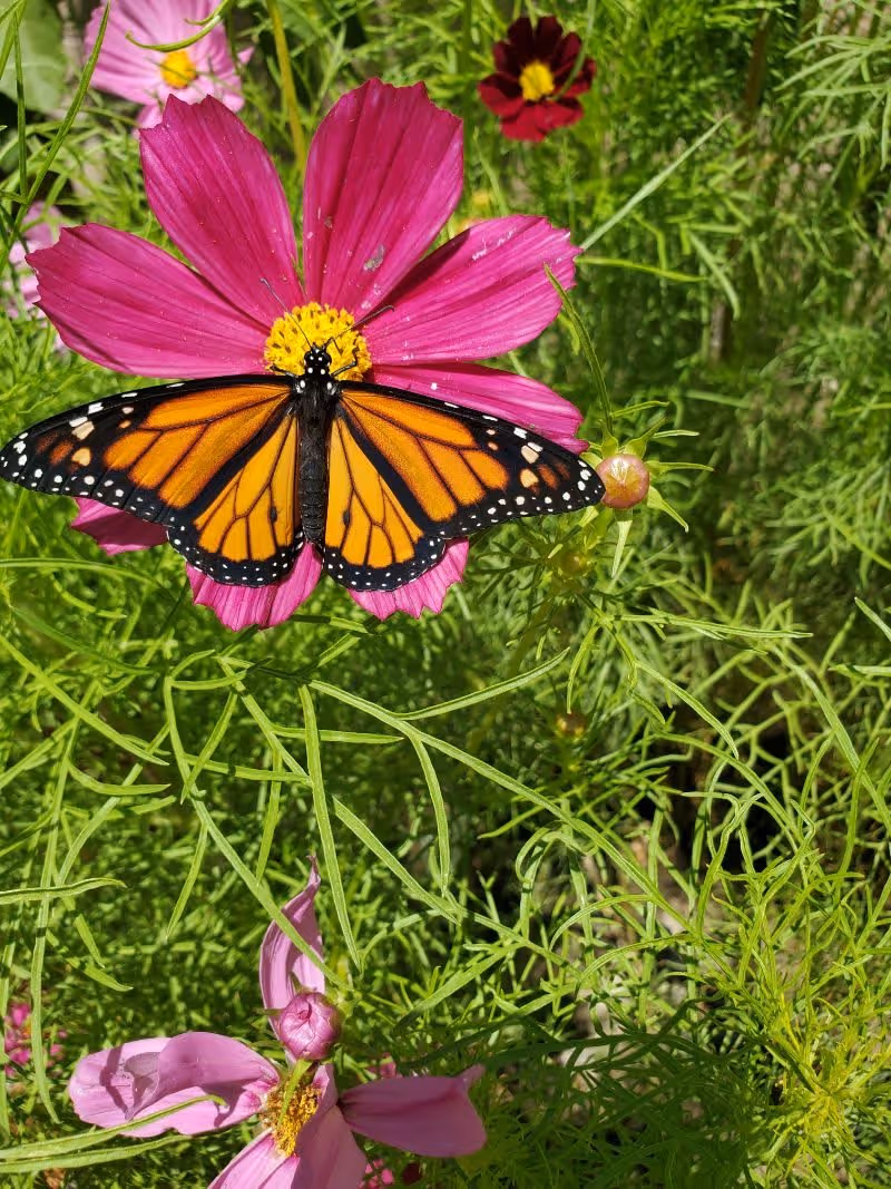 A monarch butterfly with orange and black wings resting on a bright pink flower surrounded by green foliage and other flowers in the background.