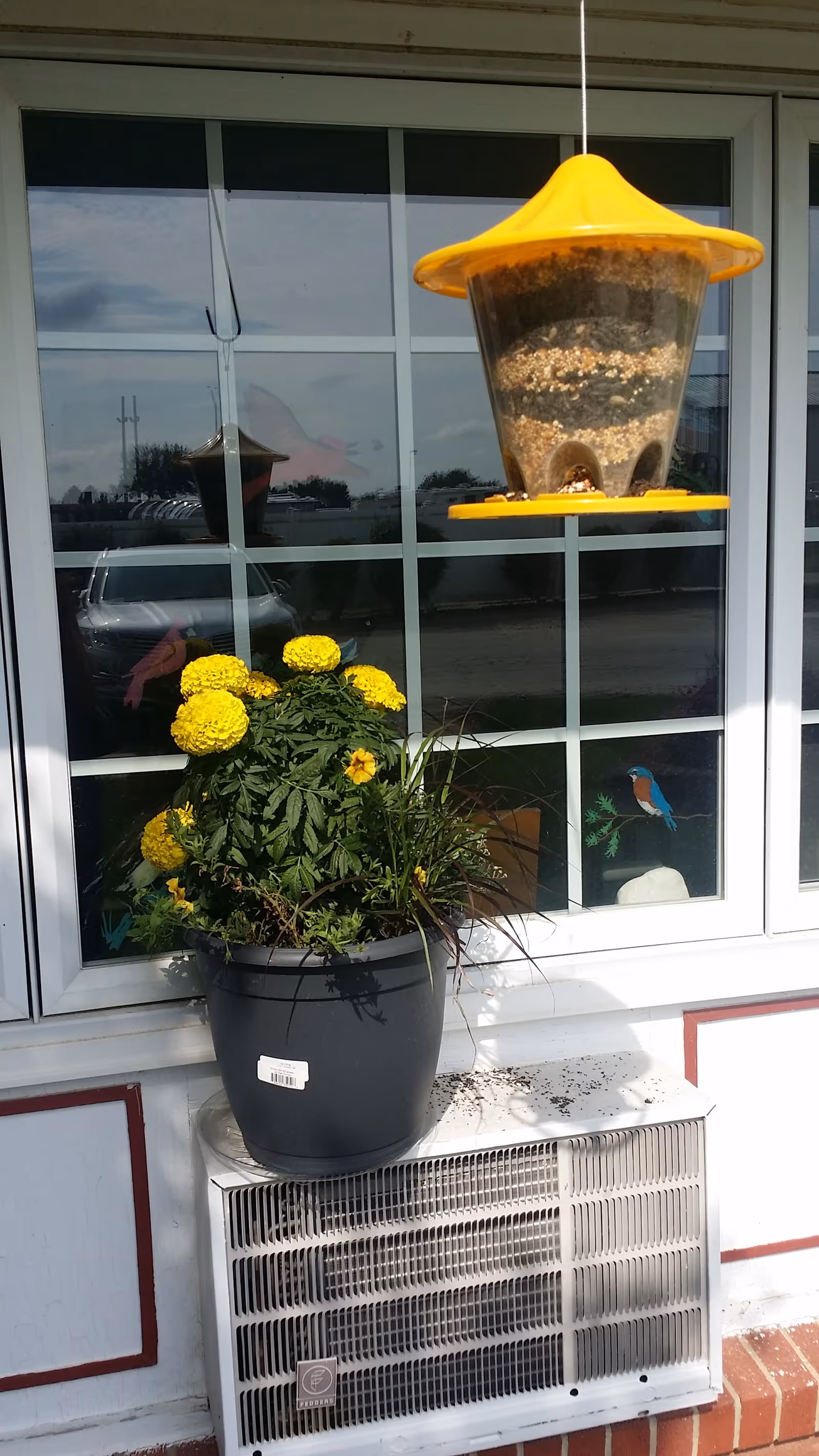 Yellow flowering plants in a pot sit on a window ledge beneath a hanging bird feeder.