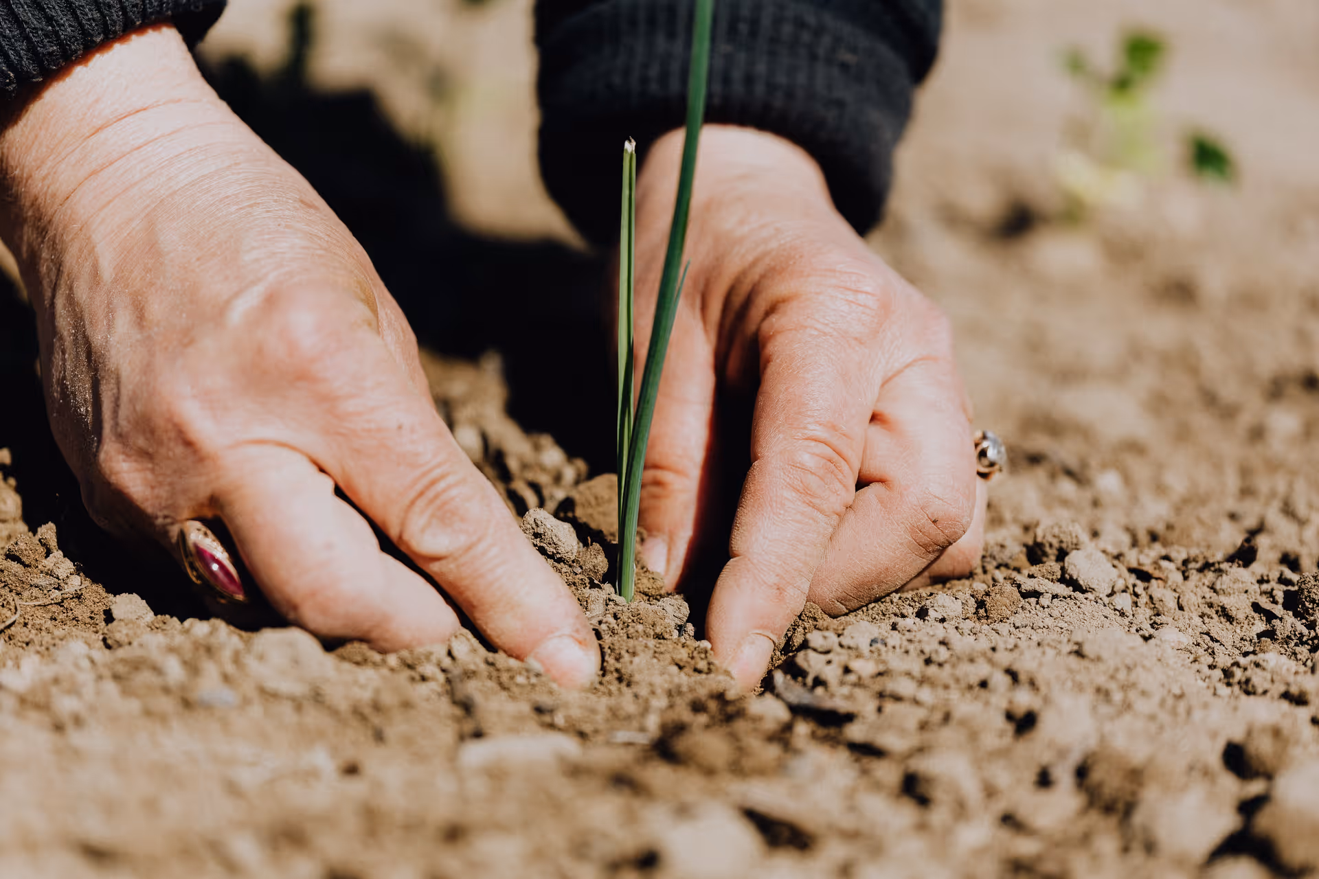 Close-up of hands planting a small seedling in soil outdoors.