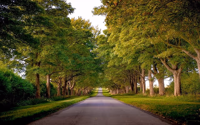 A tree-lined road extends into the distance, shaded by green canopies.