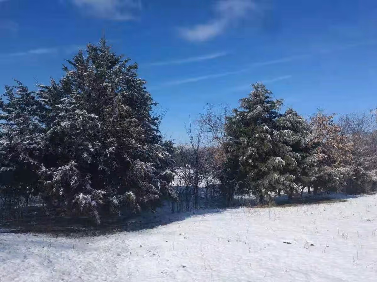 Snowy landscape with tall evergreen trees under a clear blue sky.
