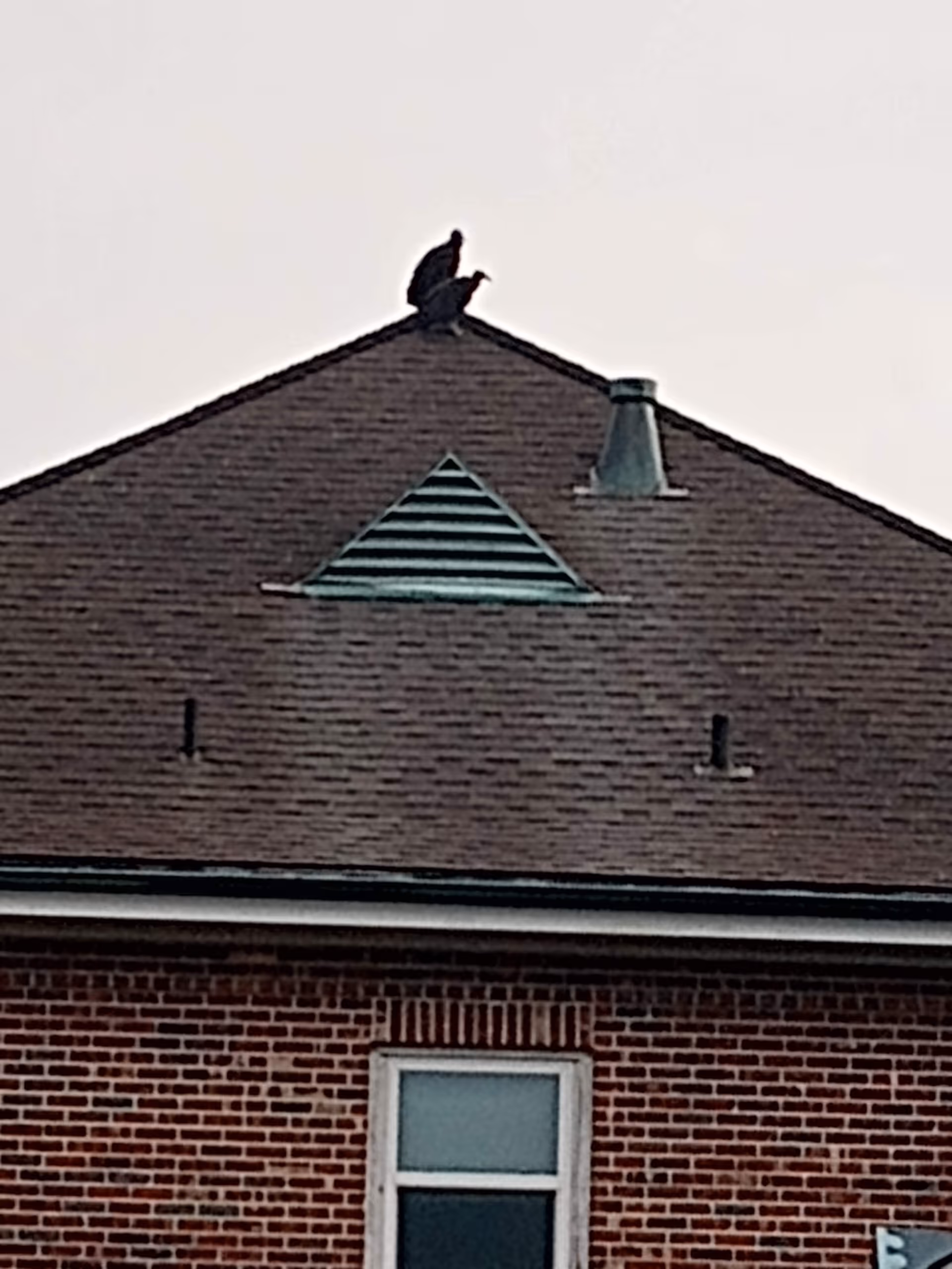 Bird perched on the peak of a brick building roof.