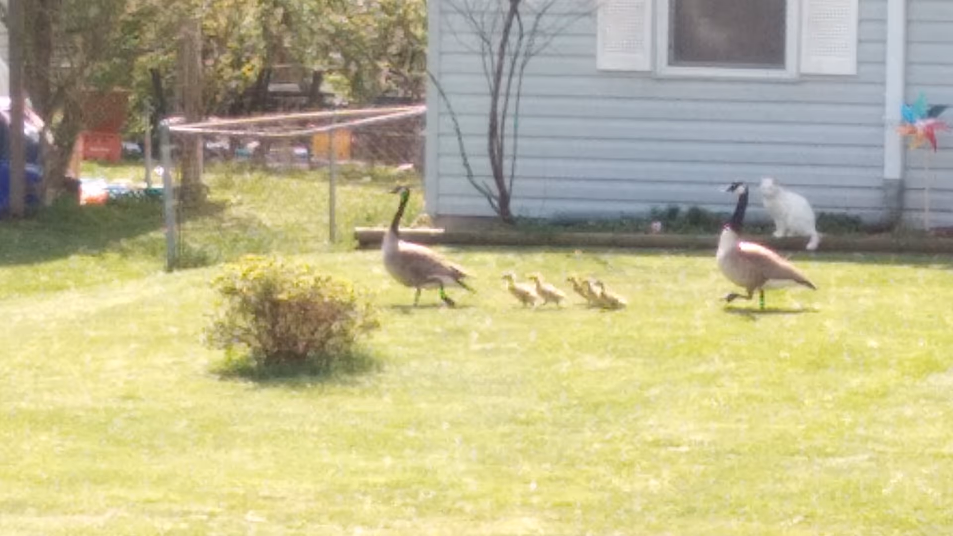 Outdoor lawn with geese, goslings, and a white cat by a blue building.
