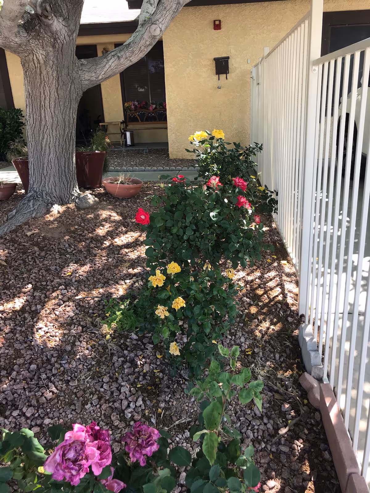 Front courtyard garden with rose bushes, a tree, a white metal fence and the building entrance in the background.