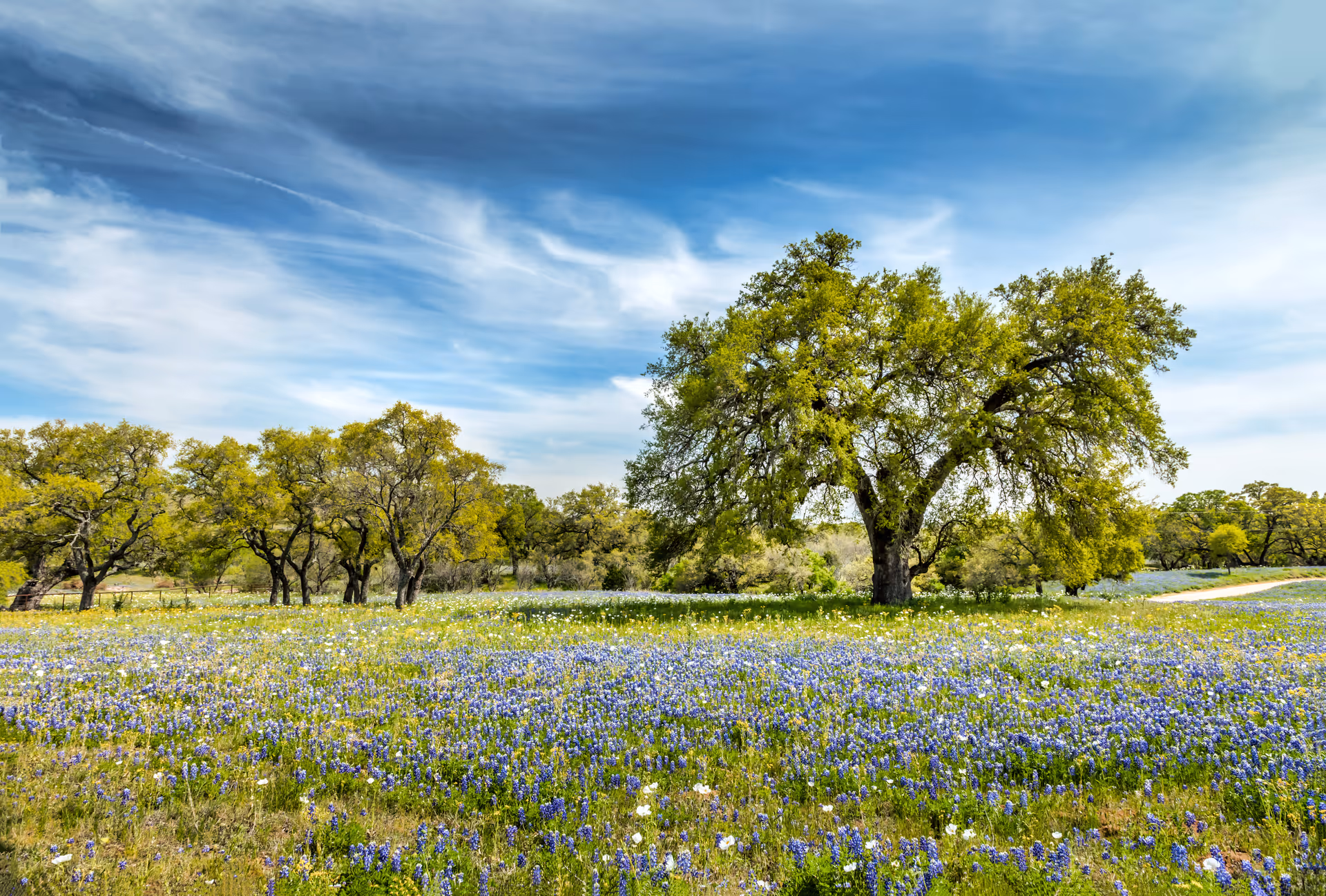 Open field with blooming wildflowers and green trees beneath a bright blue sky.