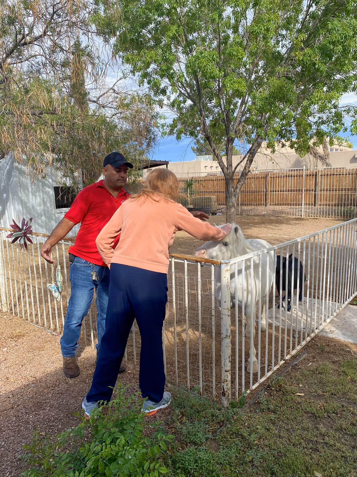 An elderly woman petting a white miniature horse inside a fenced outdoor area while a man in a red shirt and blue jeans stands nearby watching. There are trees and a building in the background.