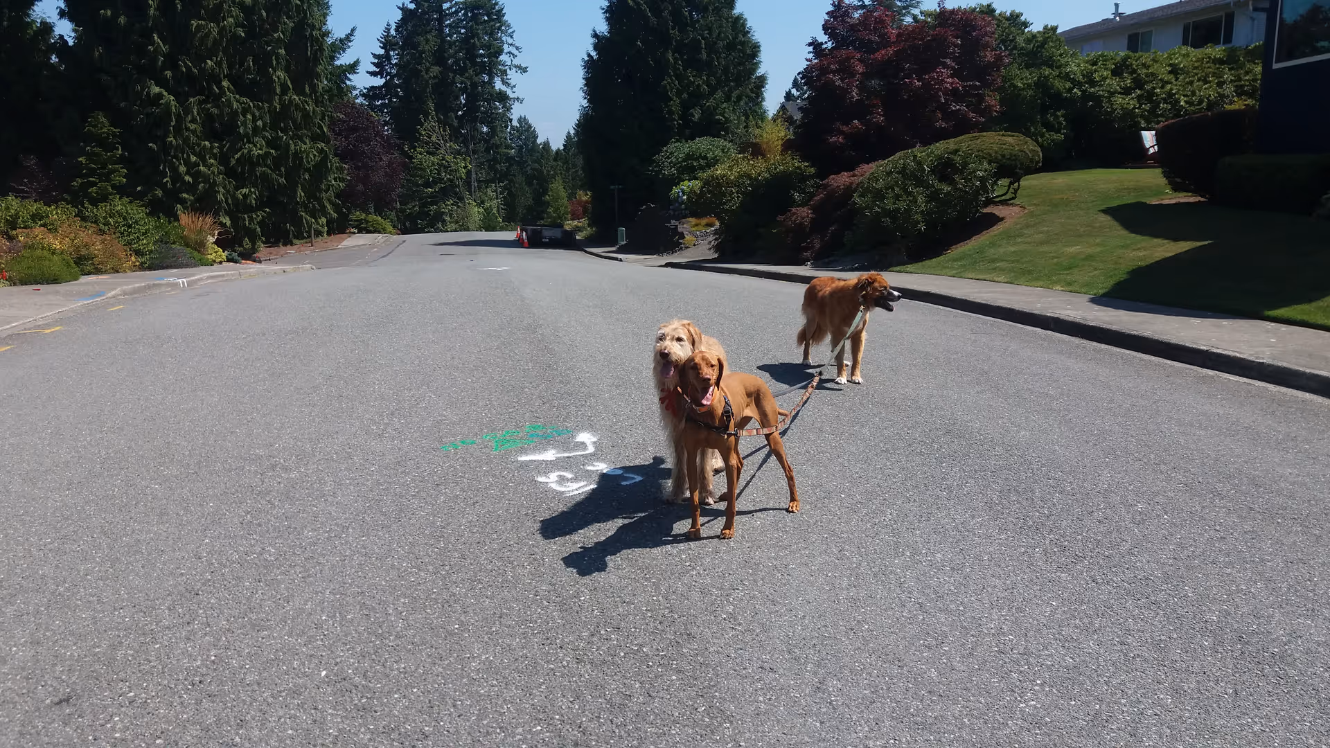 Two dogs on leashes stand on a quiet suburban street.