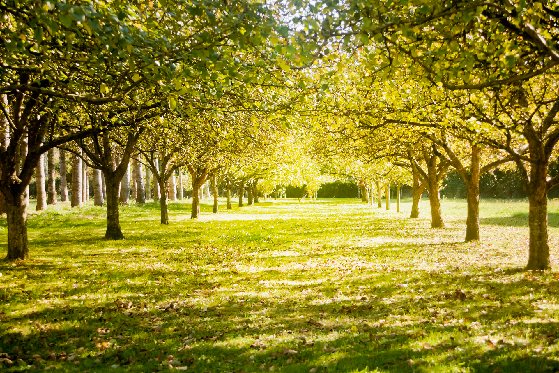 Sunlit rows of trees line a grassy outdoor area with dappled shade