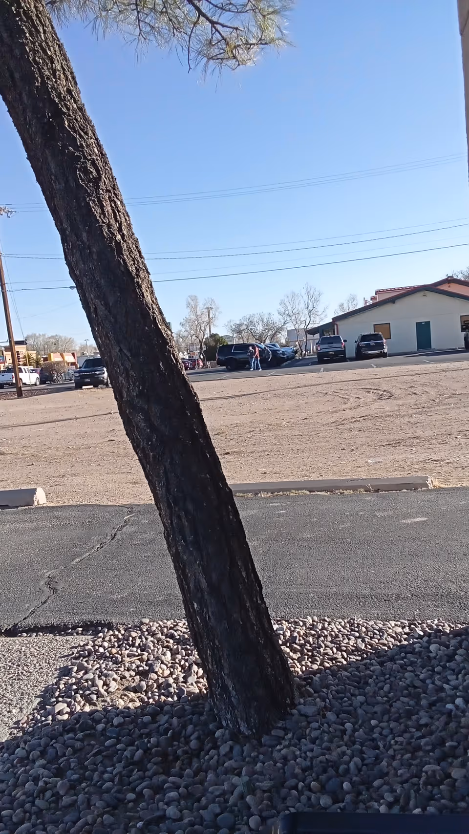 Leaning tree foreground above a parking lot and a low-rise building under blue sky.