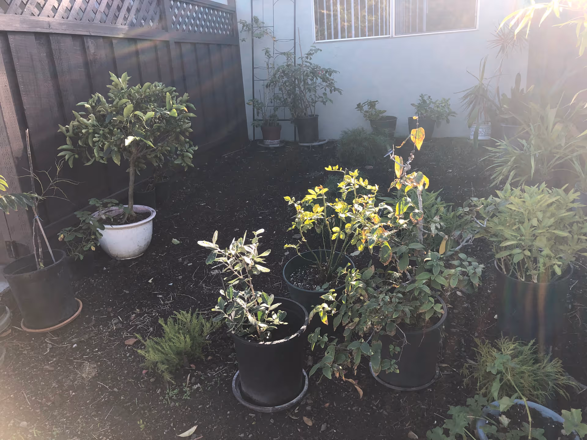 A small backyard garden with numerous potted plants along a wall.