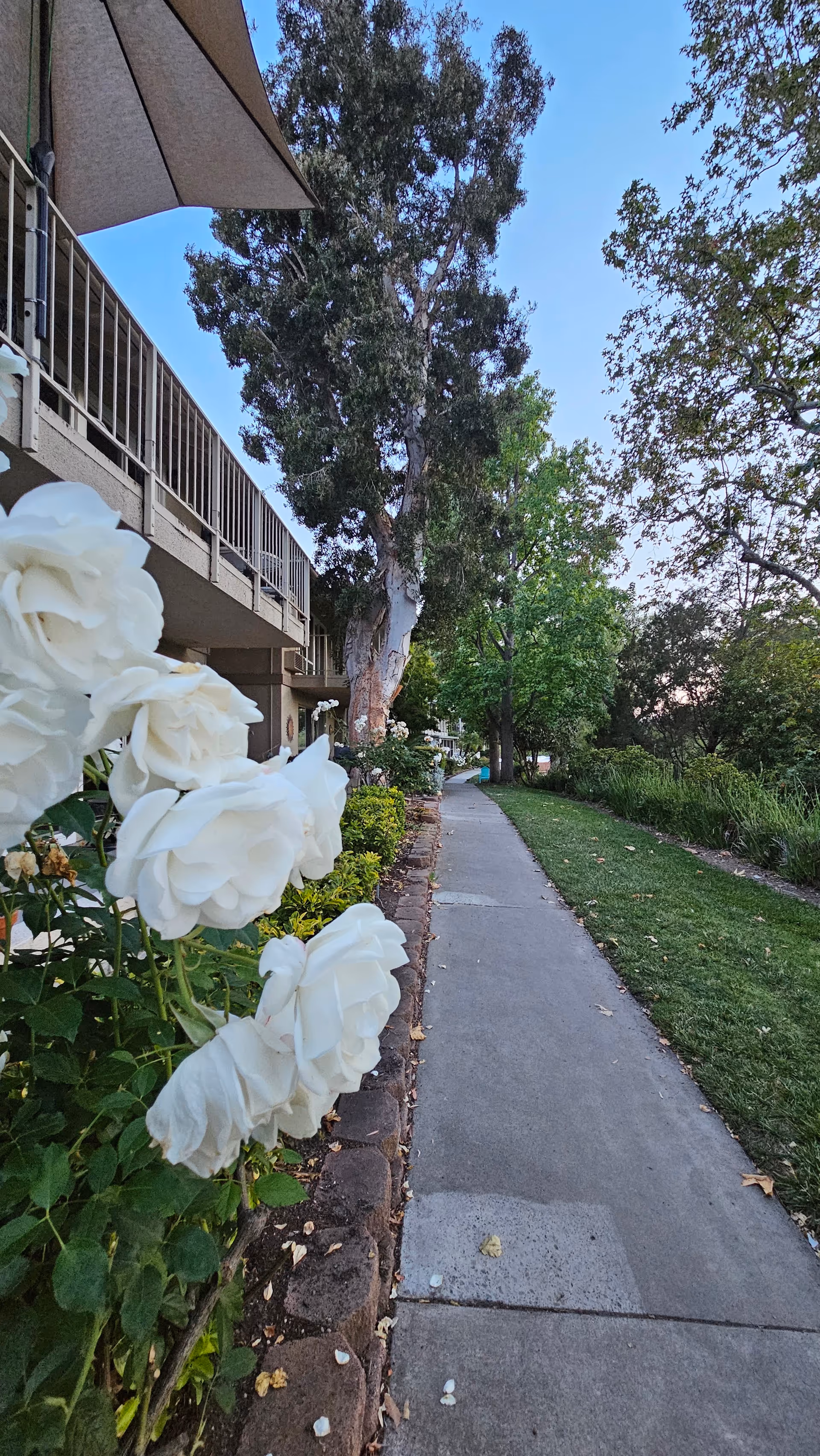 Outdoor walkway at Laguna Woods Village with white roses and trees beside a building.