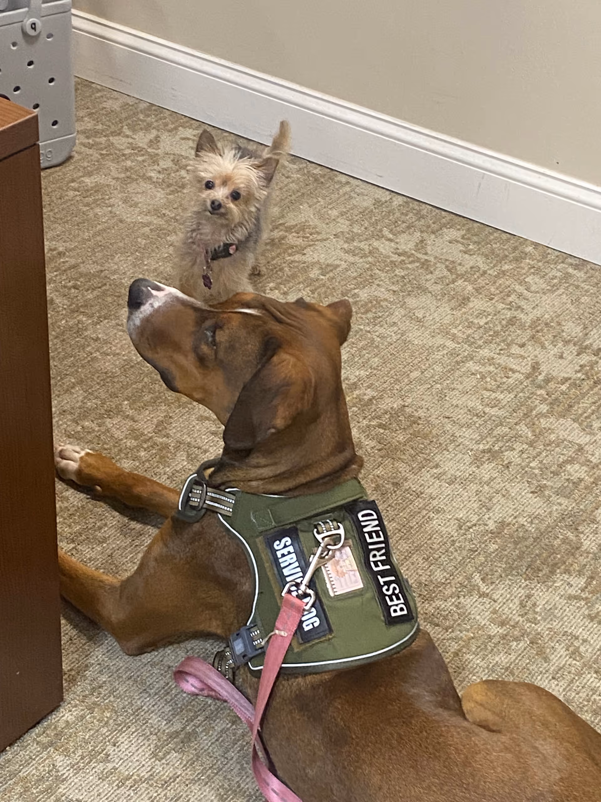 Two dogs indoors on carpet; one wears a service dog vest with patches.
