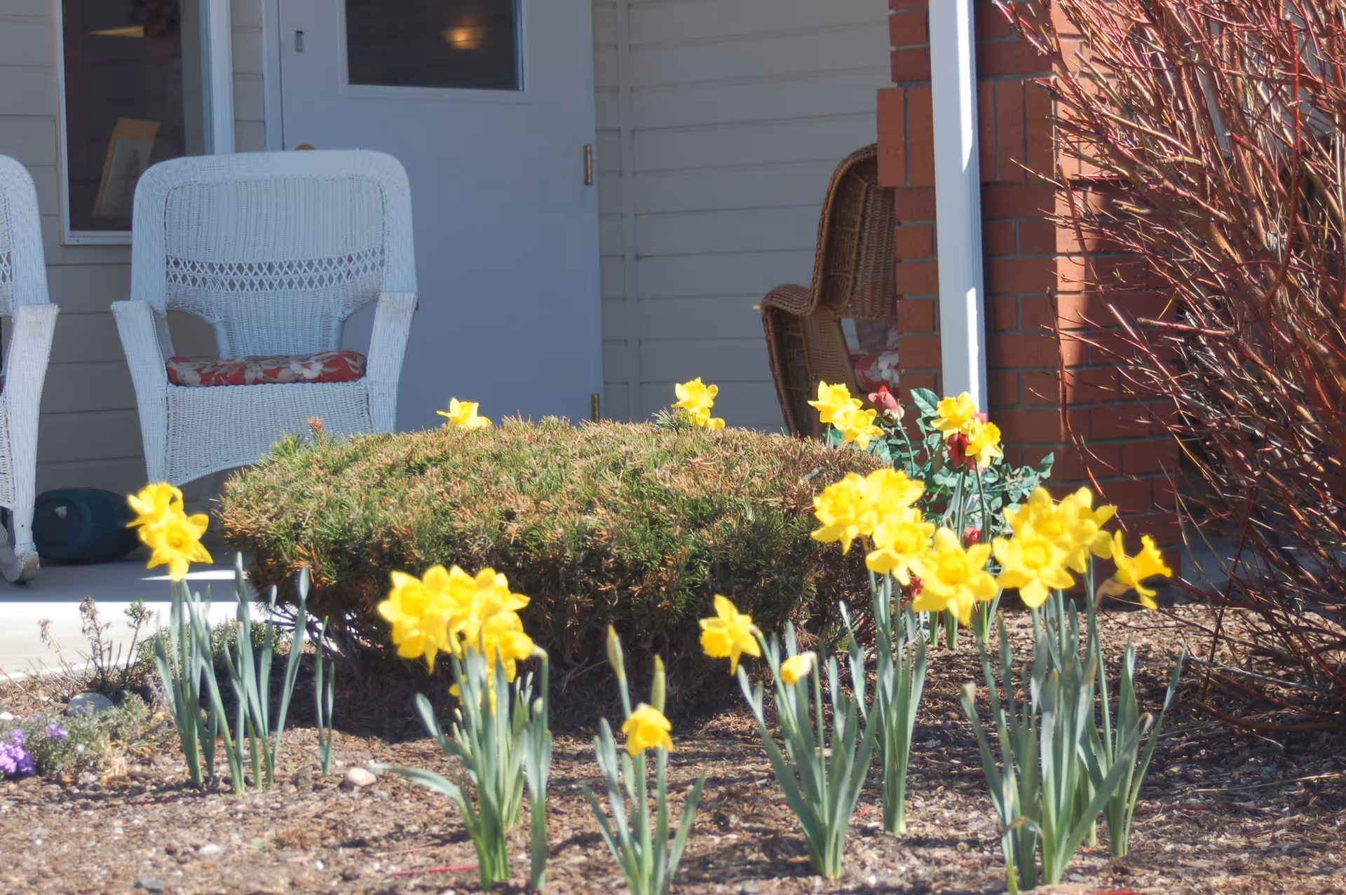 A garden area with blooming yellow daffodils in front of a porch. The porch has white wicker chairs with floral cushions and a brown wicker chair. The building exterior features light-colored siding and a brick column.