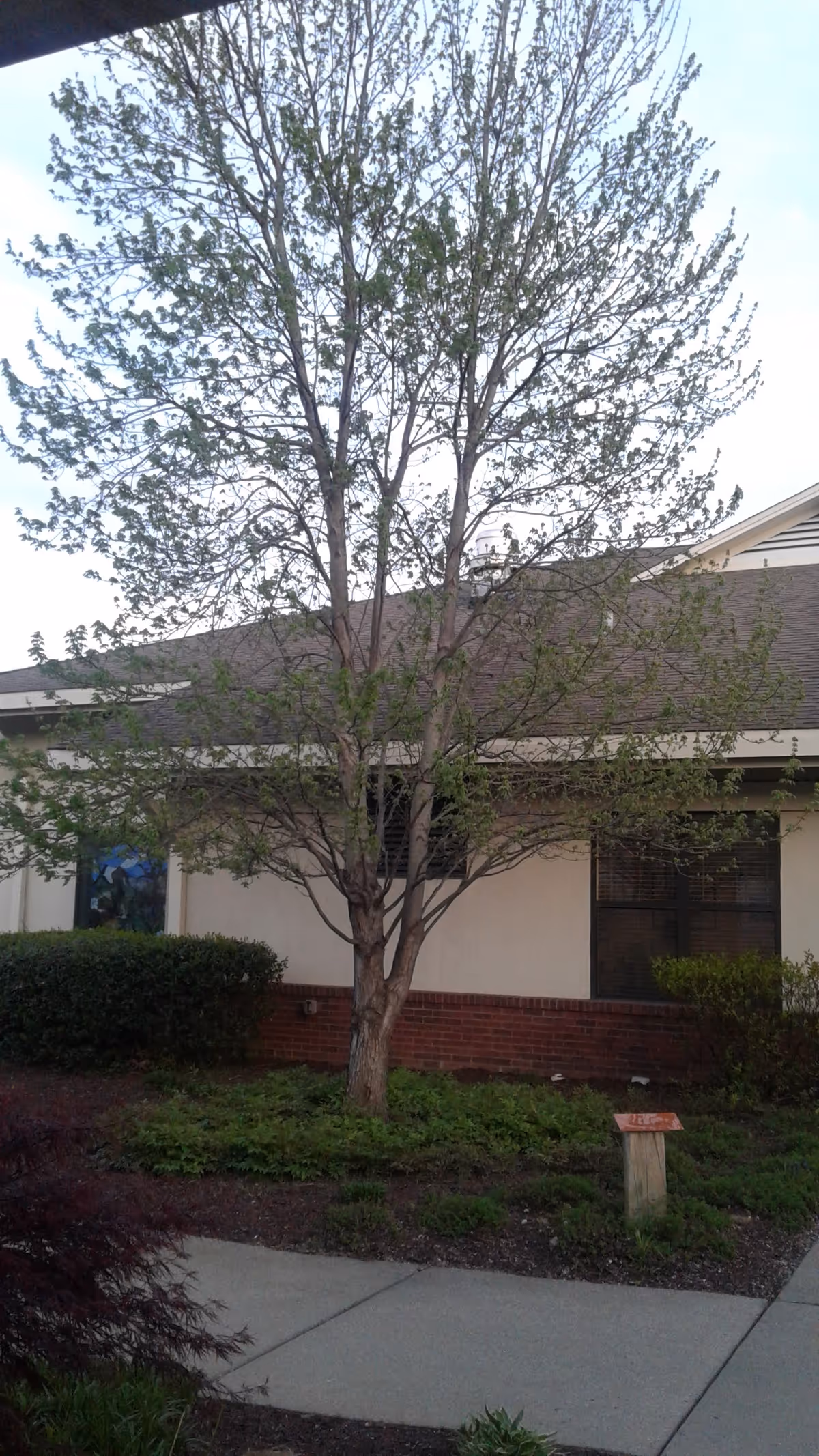 Exterior view of a beige building with a tree, shrubs, and a sidewalk.