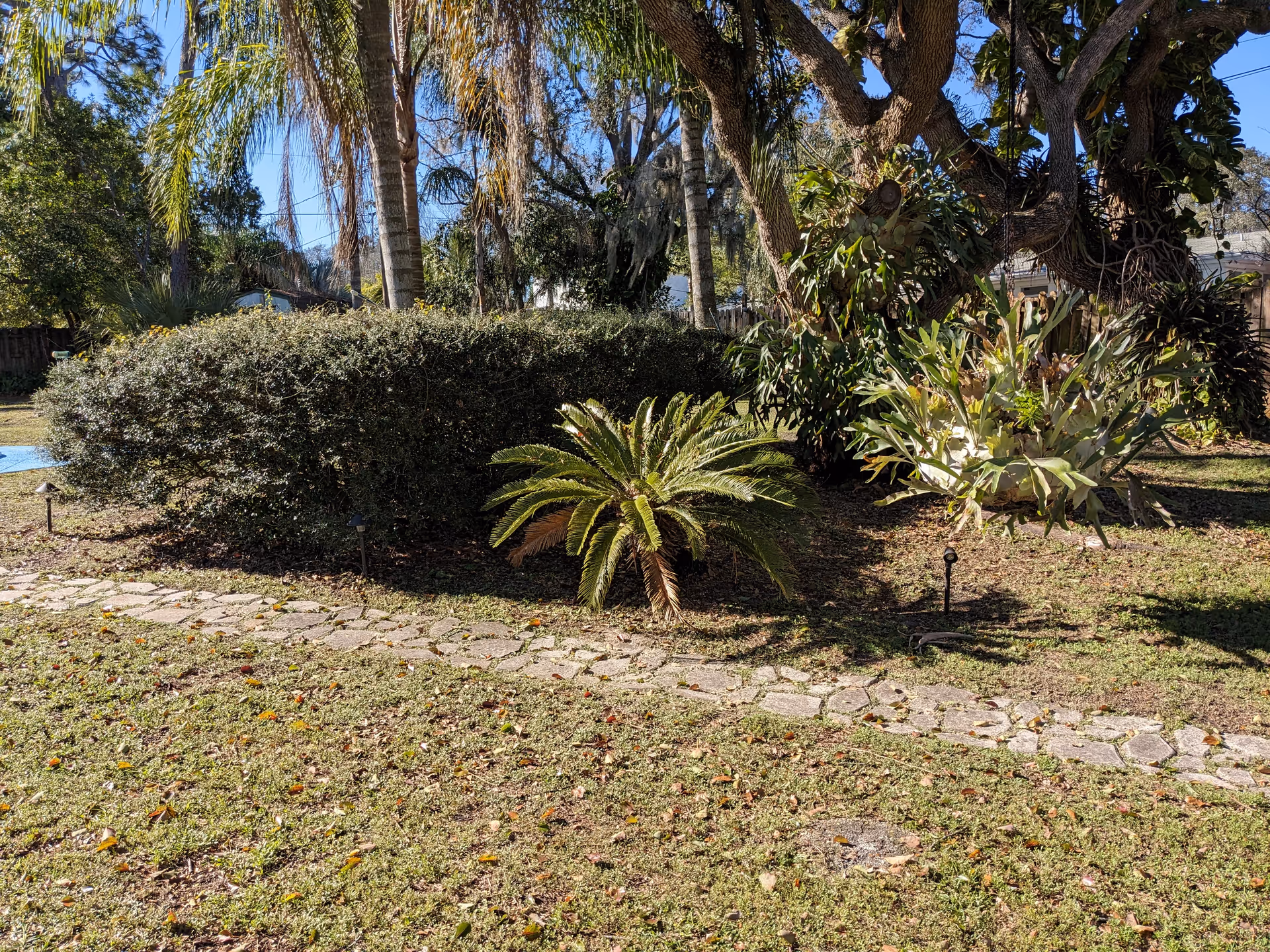 Well-kept outdoor garden with a stone path, shrubs, and palm trees.