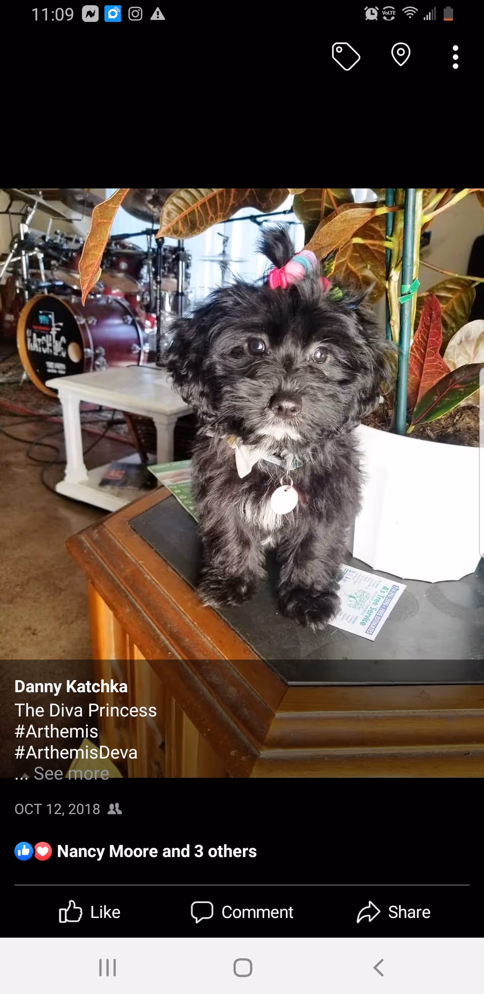 Small black fluffy dog with bow sits on a wooden counter indoors near a drum set