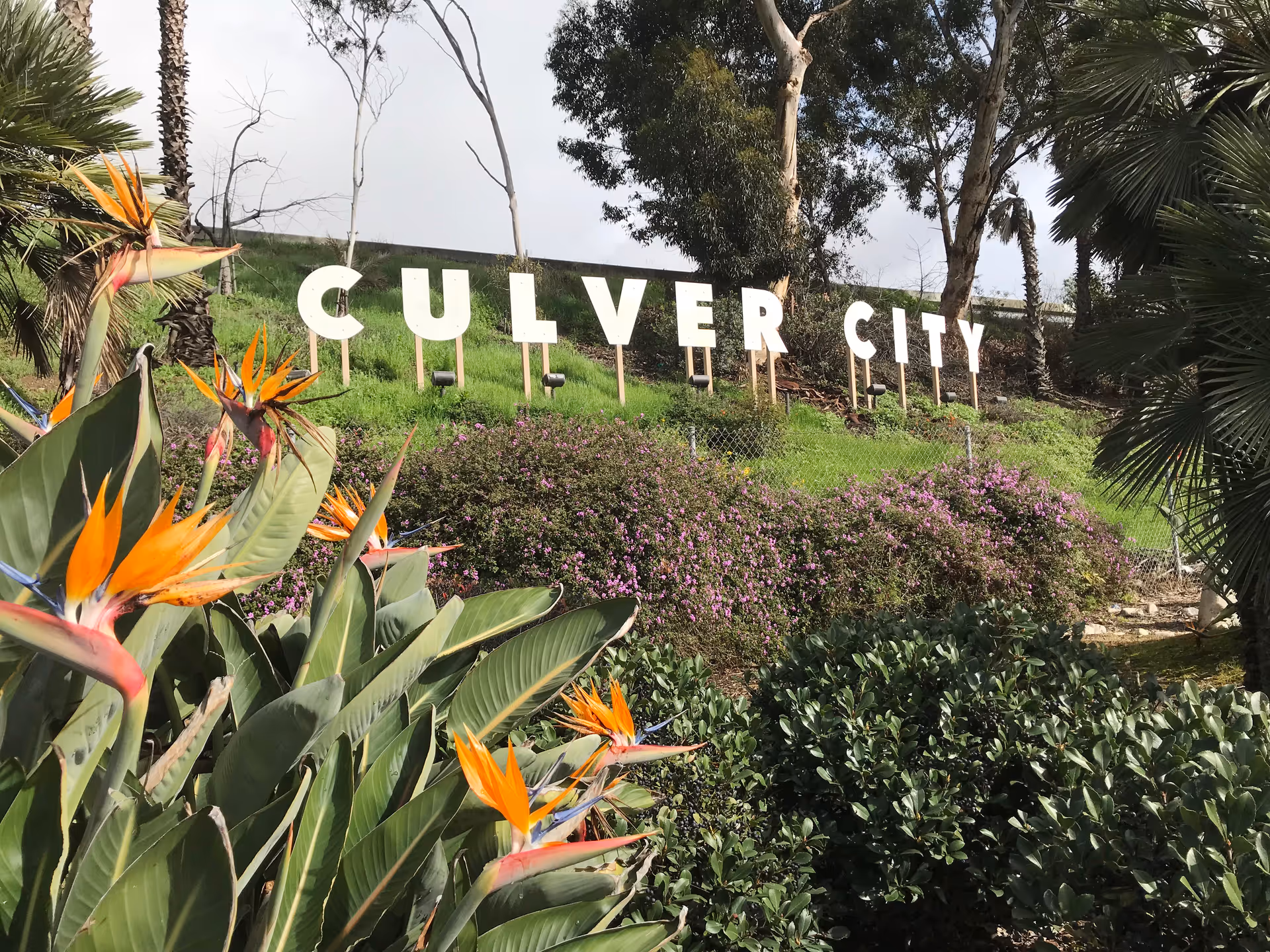 A Culver City sign rises above lush tropical landscaping and palm trees.