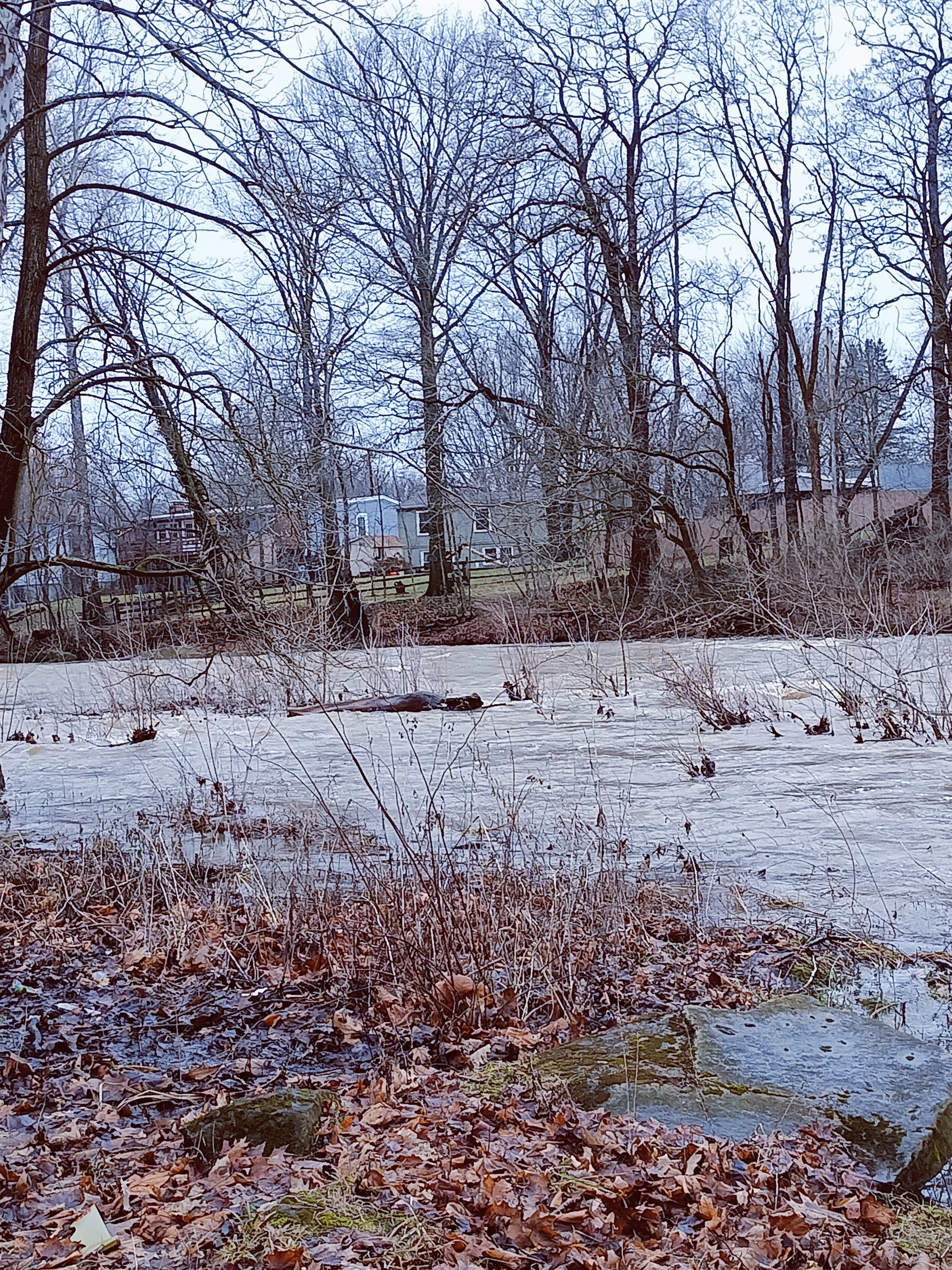Winter outdoor scene with leaf litter, bare trees, and a distant building.