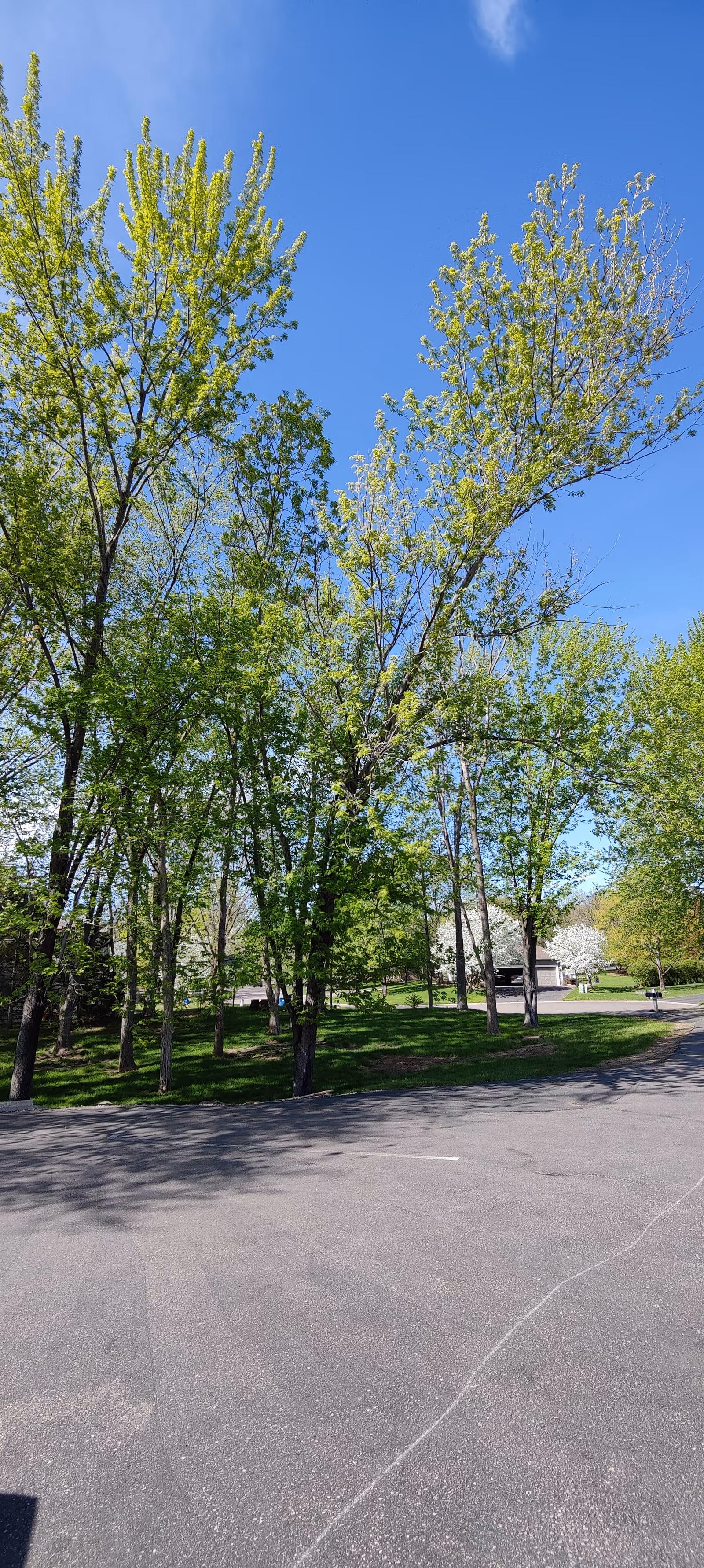 Tall green trees line a parking lot in front of Beacon Senior Living Wedgewood North
