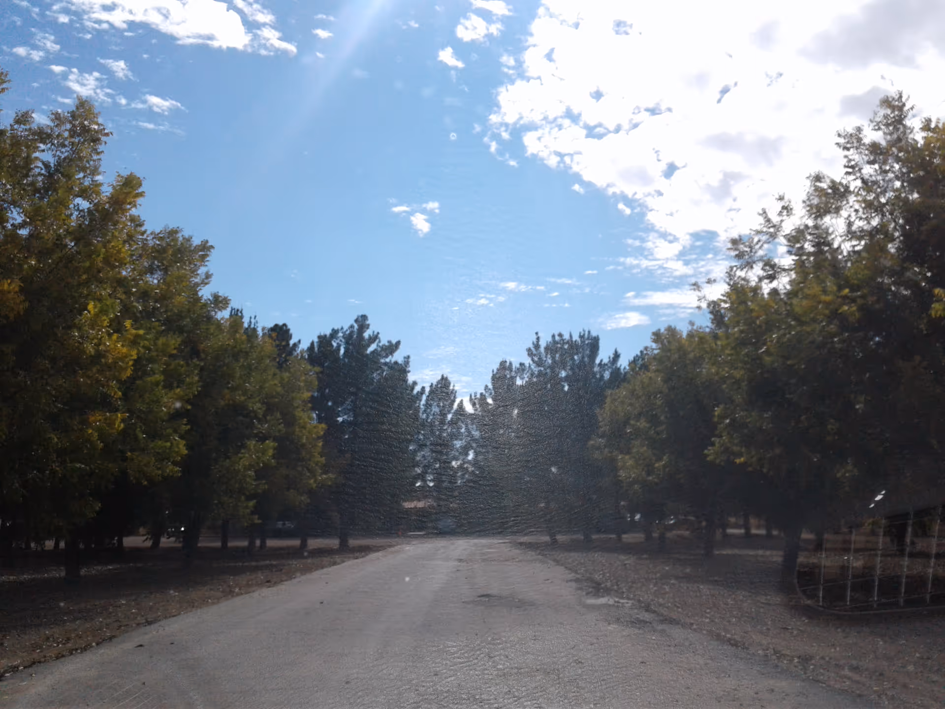 A tree-lined road through a sunny outdoor area with tall trees and blue sky.