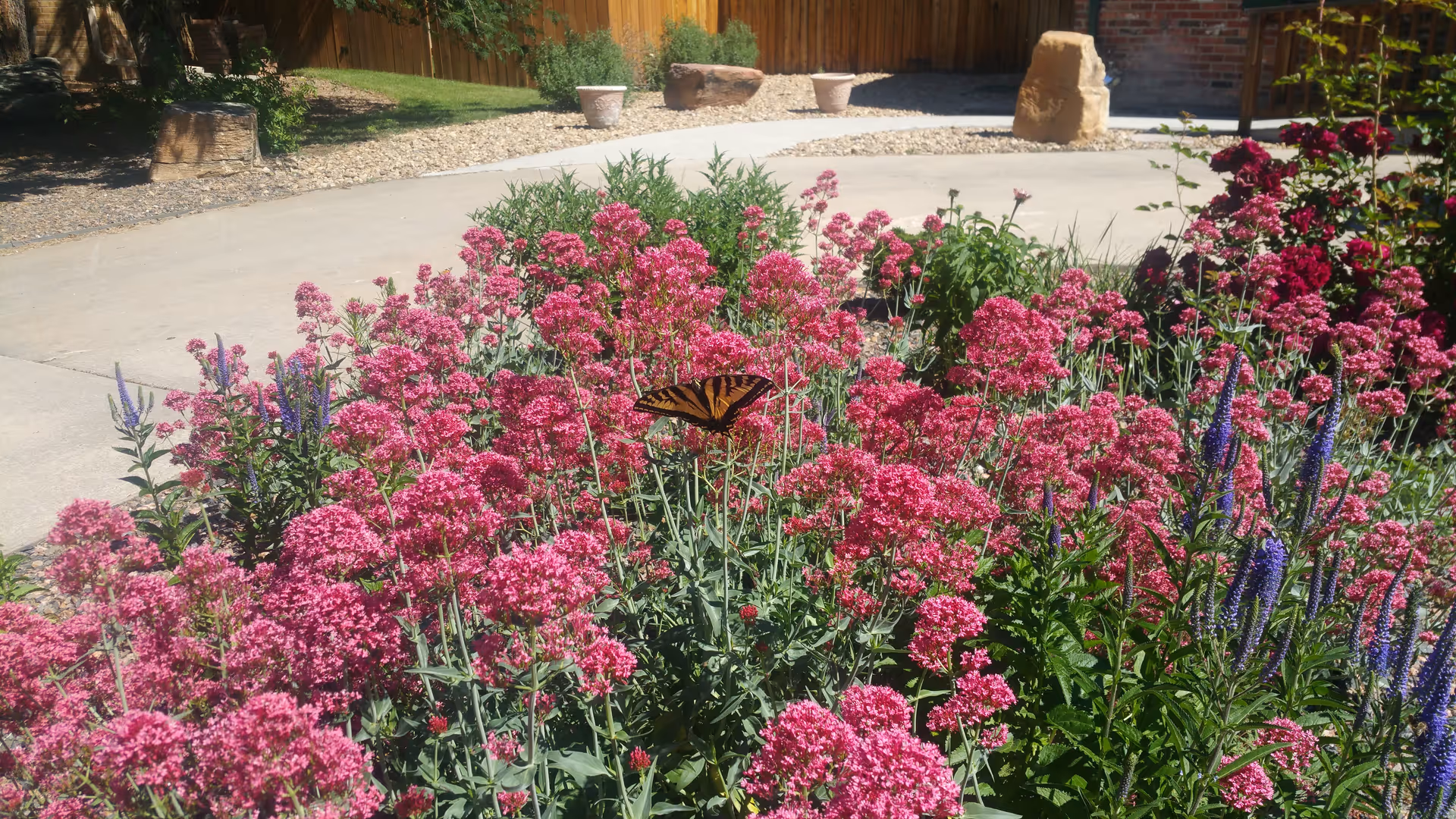A butterfly rests on a bed of pink flowering plants beside a driveway with a wooden fence and potted rocks in the background.