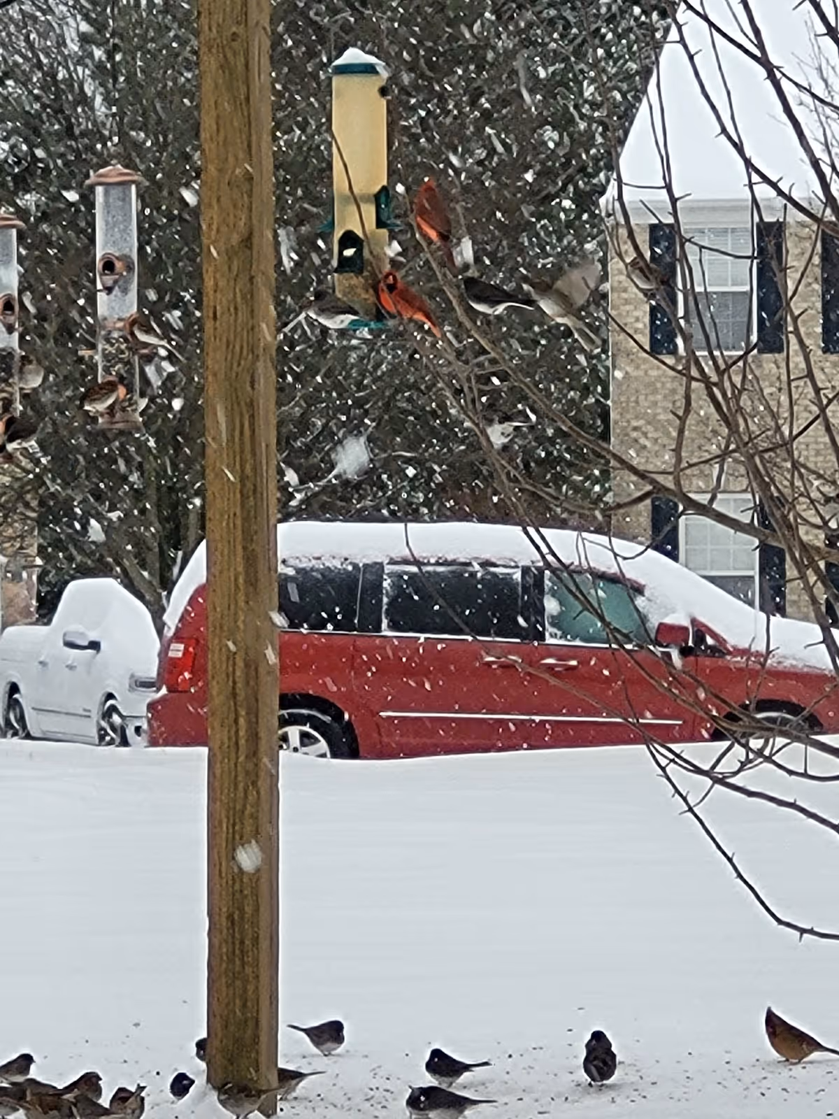 Snow covers a parking lot and yard with bird feeders and birds near a red minivan.