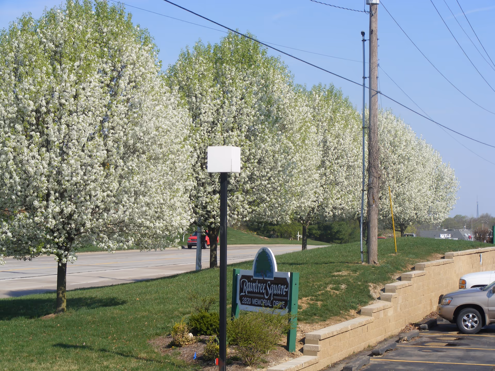 Row of flowering trees along a street with a Raintree Square sign near a parking lot.