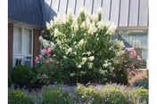 Front exterior of Mountain View Rehabilitation and Senior Living Center with blooming shrubs and flowers.
