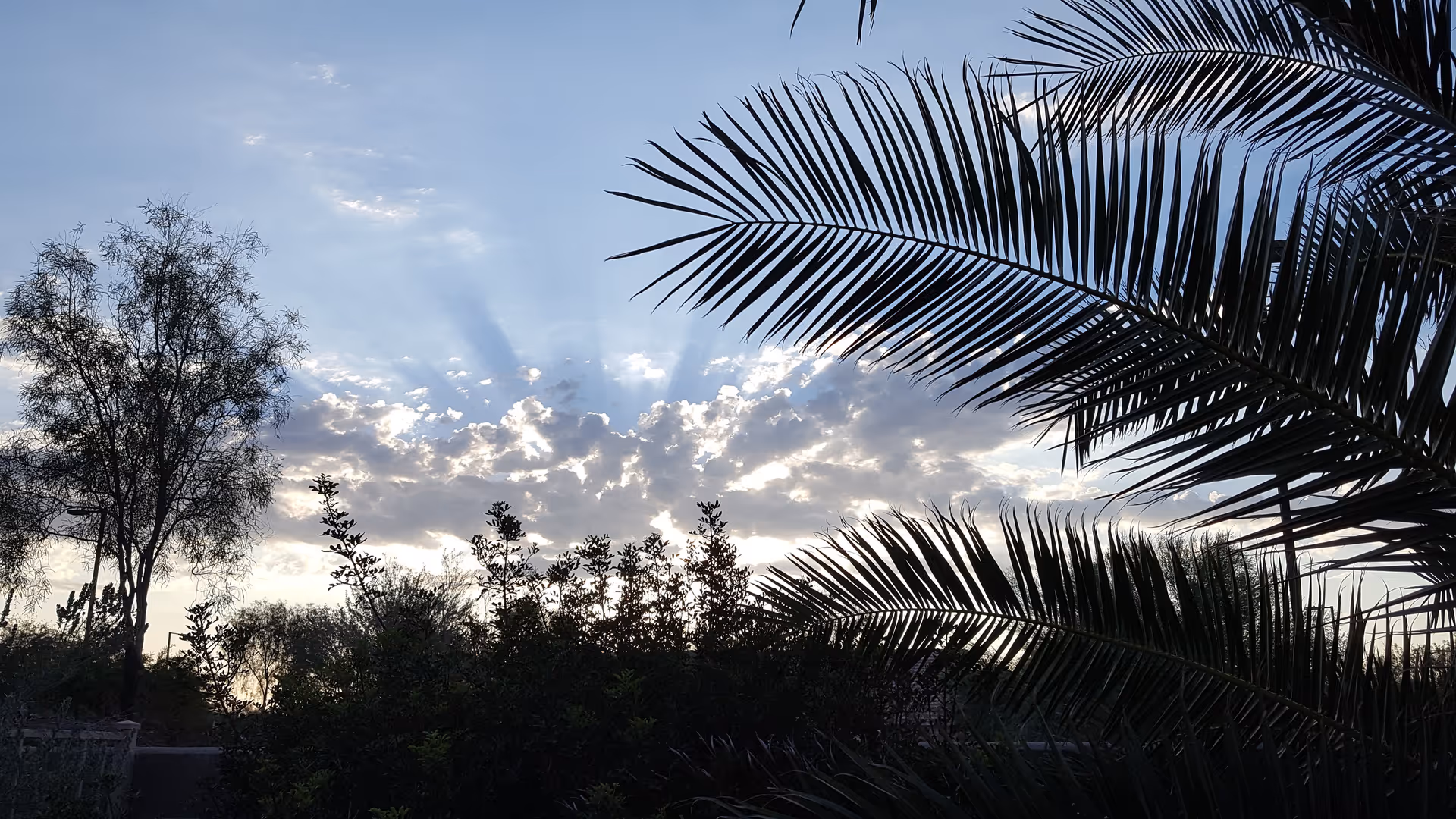 Sunlit sky framed by tropical palm fronds and trees in an outdoor landscape.