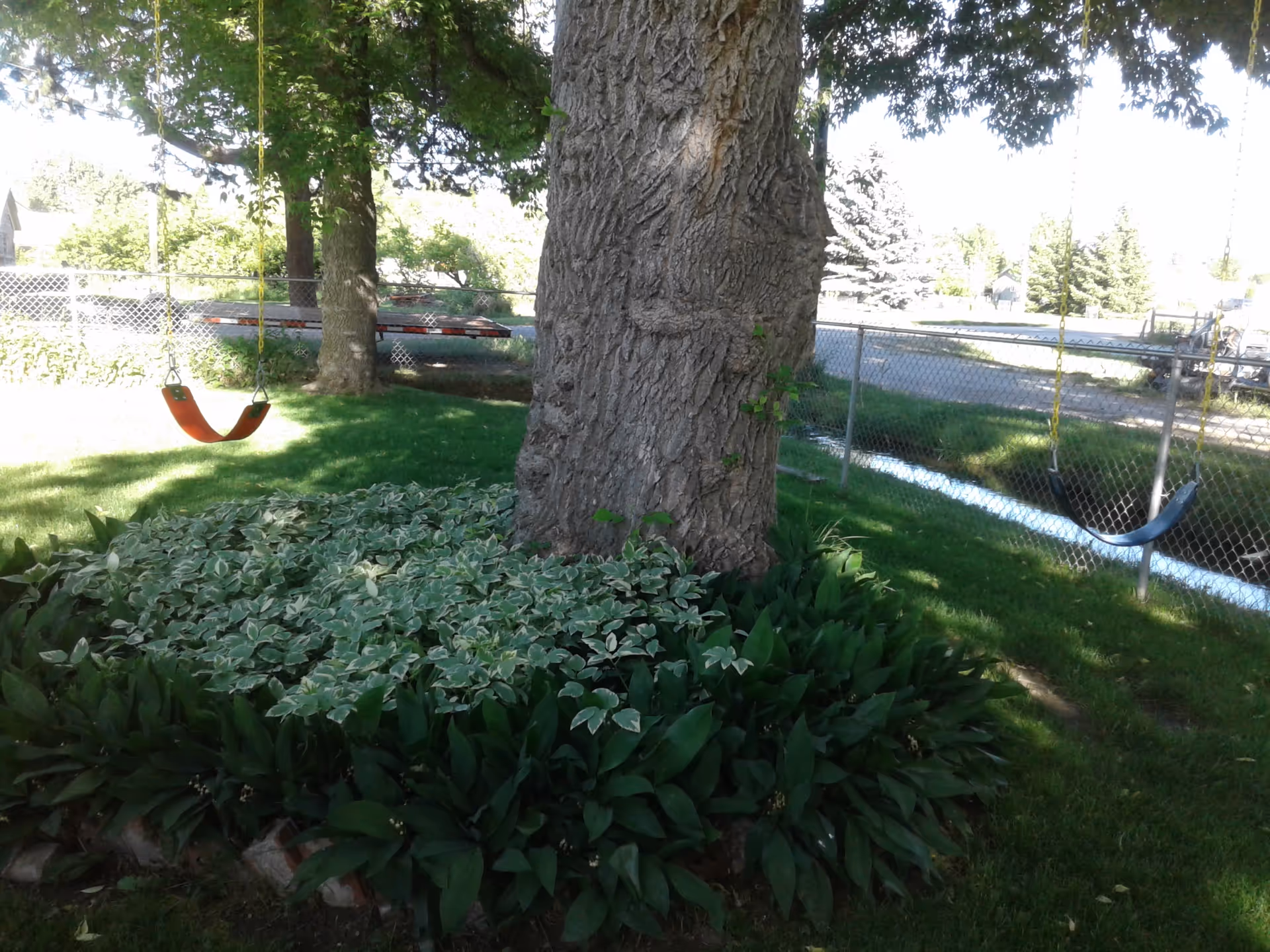 Outdoor yard with a large tree, two swings, and lush greenery near a chain-link fence.