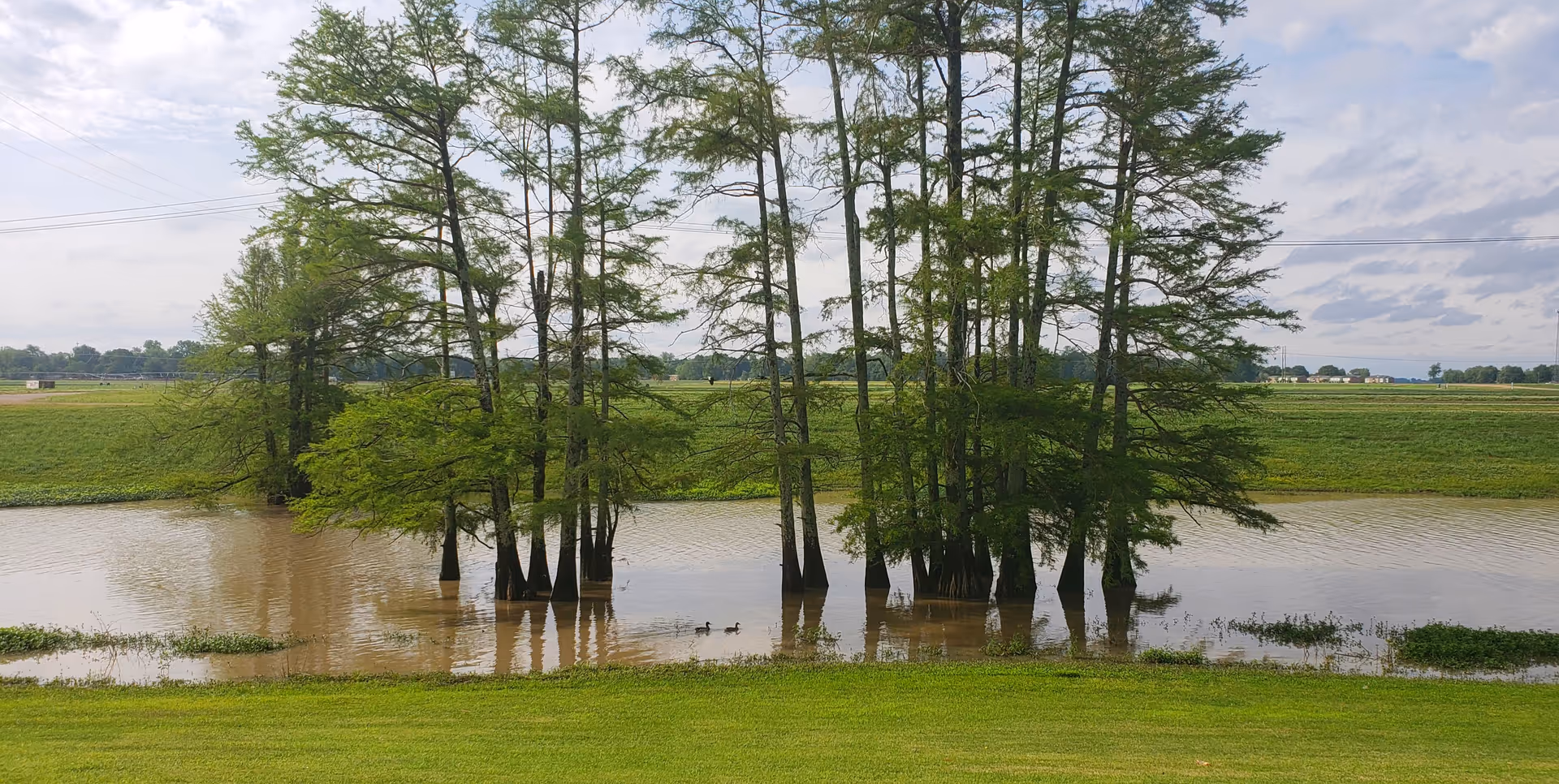 Flooded field with clusters of trees standing in water beneath a cloudy sky.