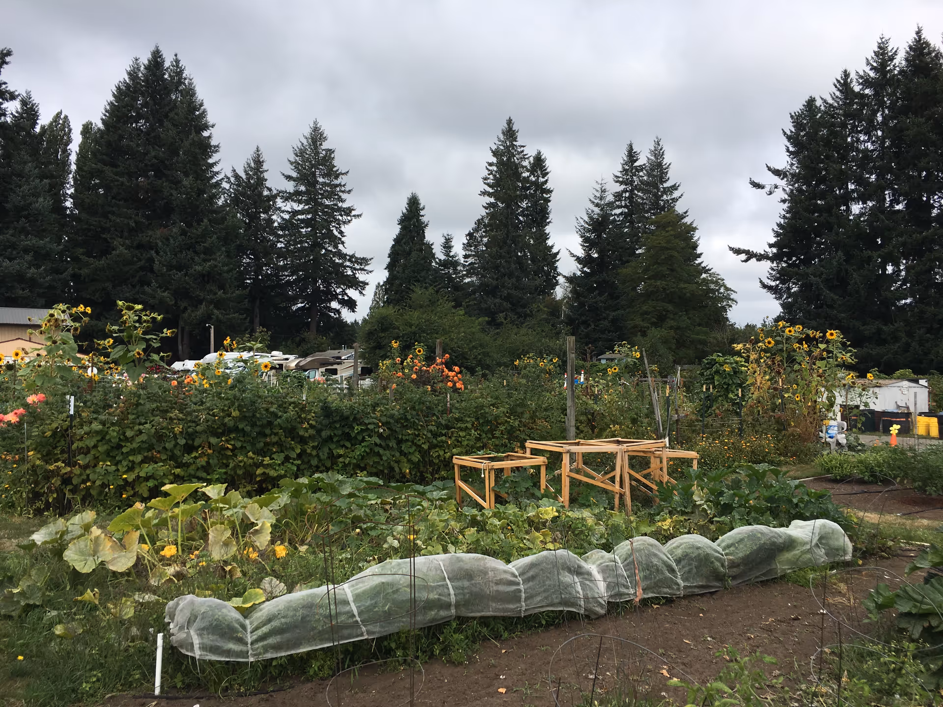 Outdoor community garden with sunflowers, raised beds, and protective row covers.