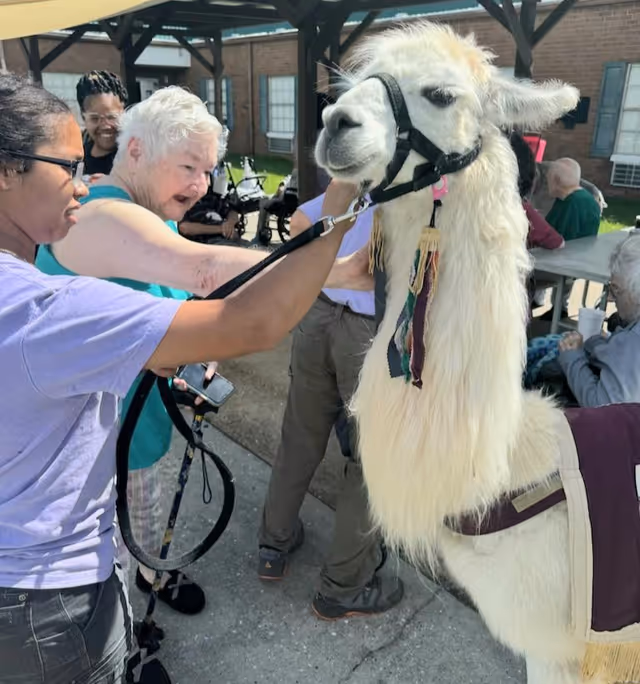 A group of elderly people and caregivers interact with a white llama outdoors under a covered patio area at a rehabilitation center. One caregiver holds the llama's leash while an elderly woman reaches out to pet the animal. Other residents sit at tables in the background.