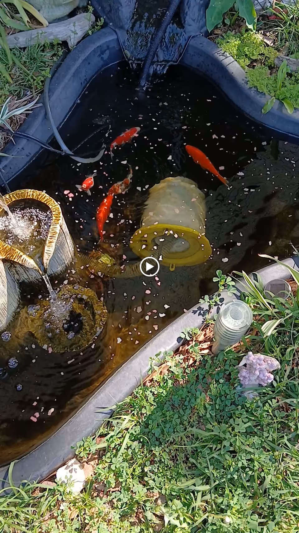 Small outdoor koi pond with red and orange fish, a bubbling stone fountain, floating petals, and surrounding grass and plants.