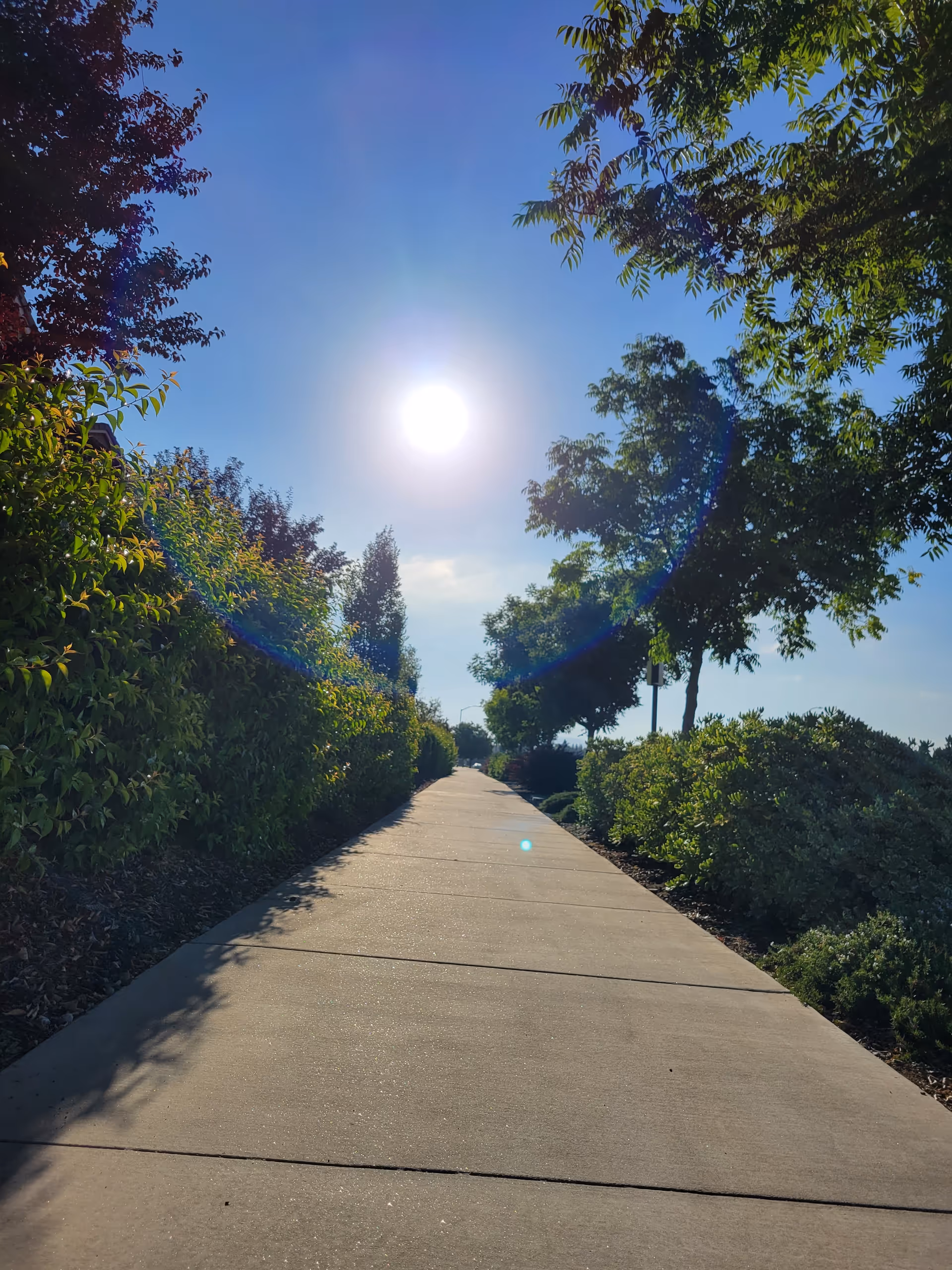 Sunny, tree-lined concrete walkway flanked by lush shrubs and trees.
