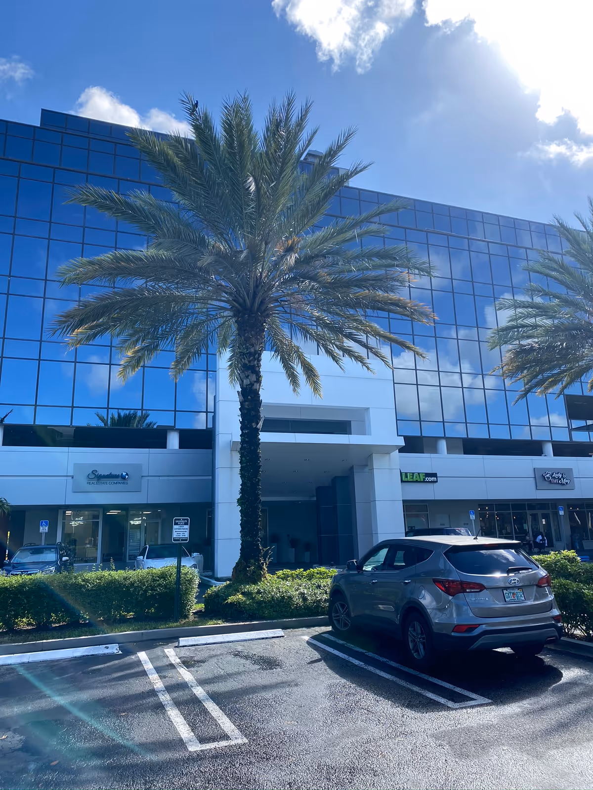 Tall palm tree in front of a glass-front commercial building with parked cars