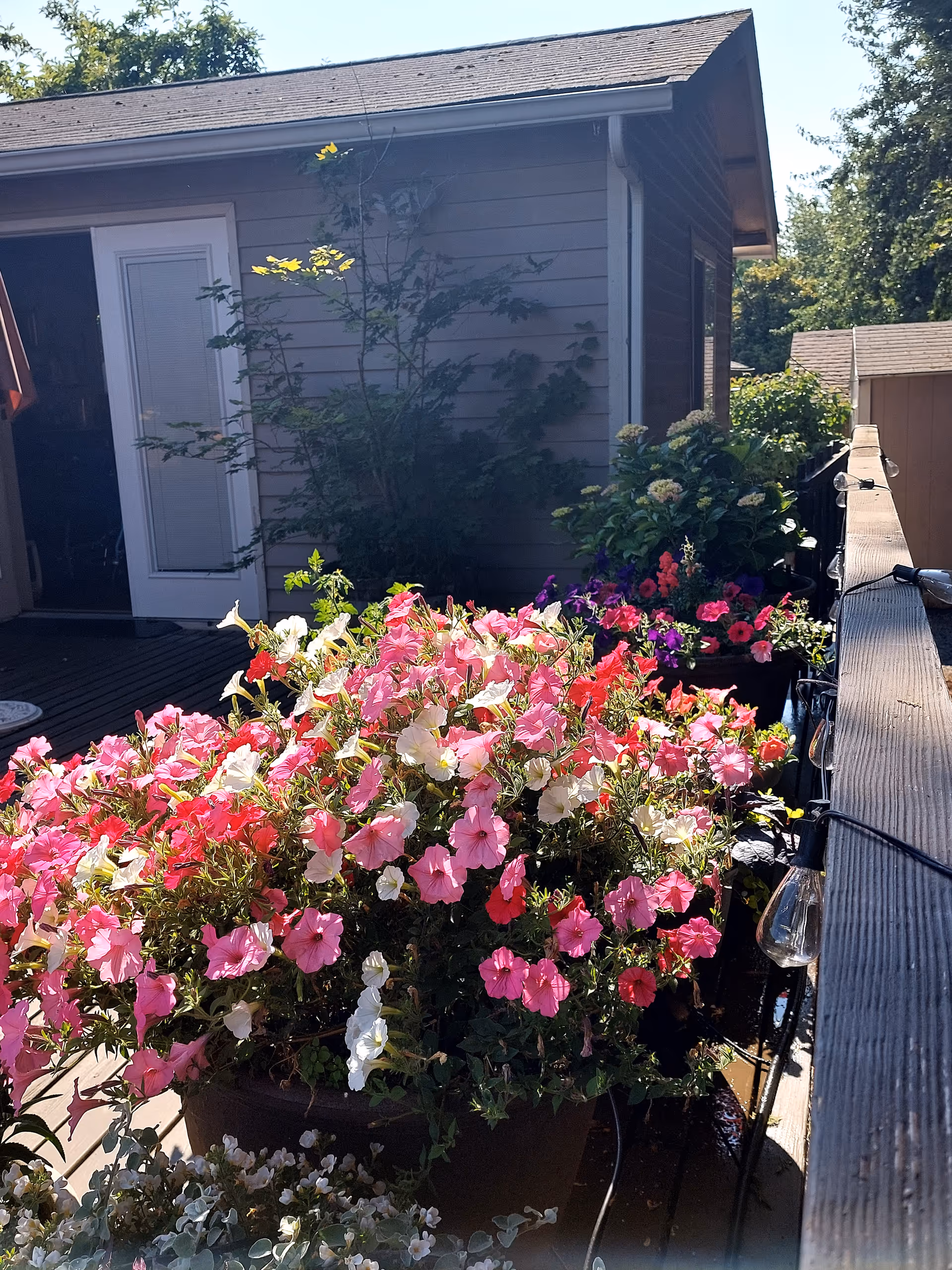 A wooden deck with flowers in planters along a railing beside a gray building.