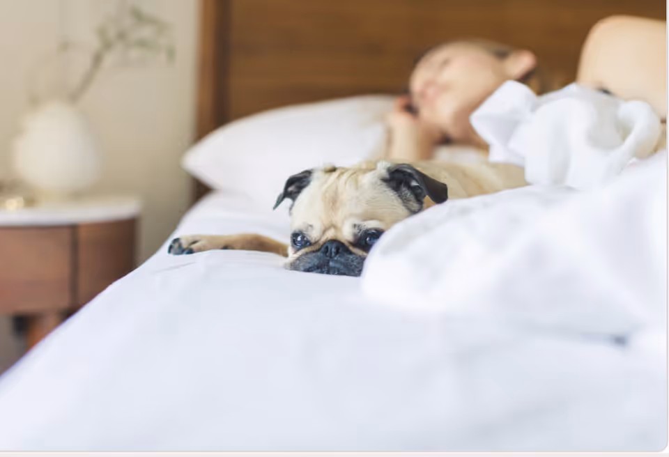 A small dog rests on a bed beside a sleeping person in a cozy bedroom.
