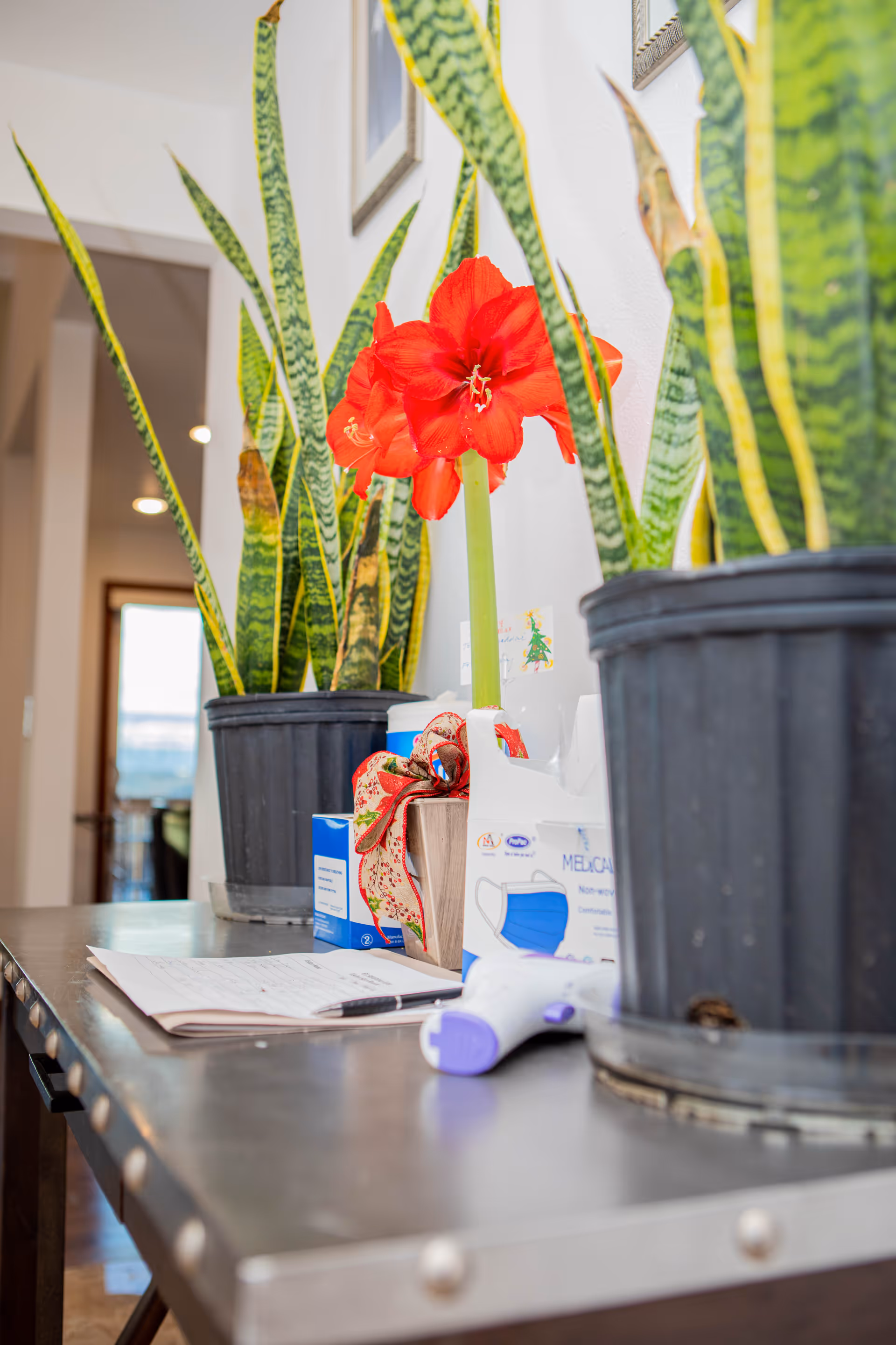 Interior reception area with potted plants, a red flower, and medical supplies on a metal counter.