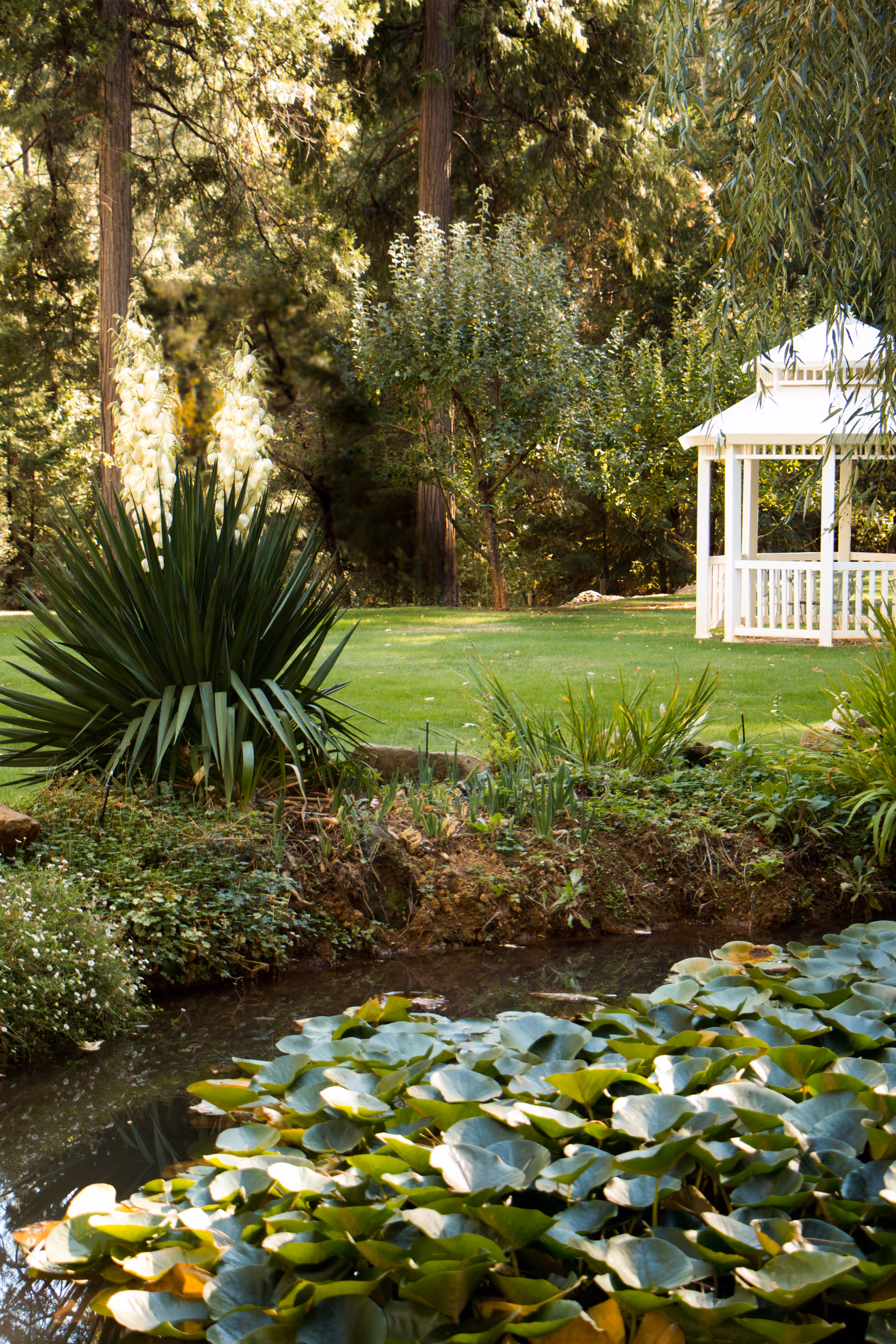 A well-kept garden with a pond, lily pads, and a white gazebo in the background.